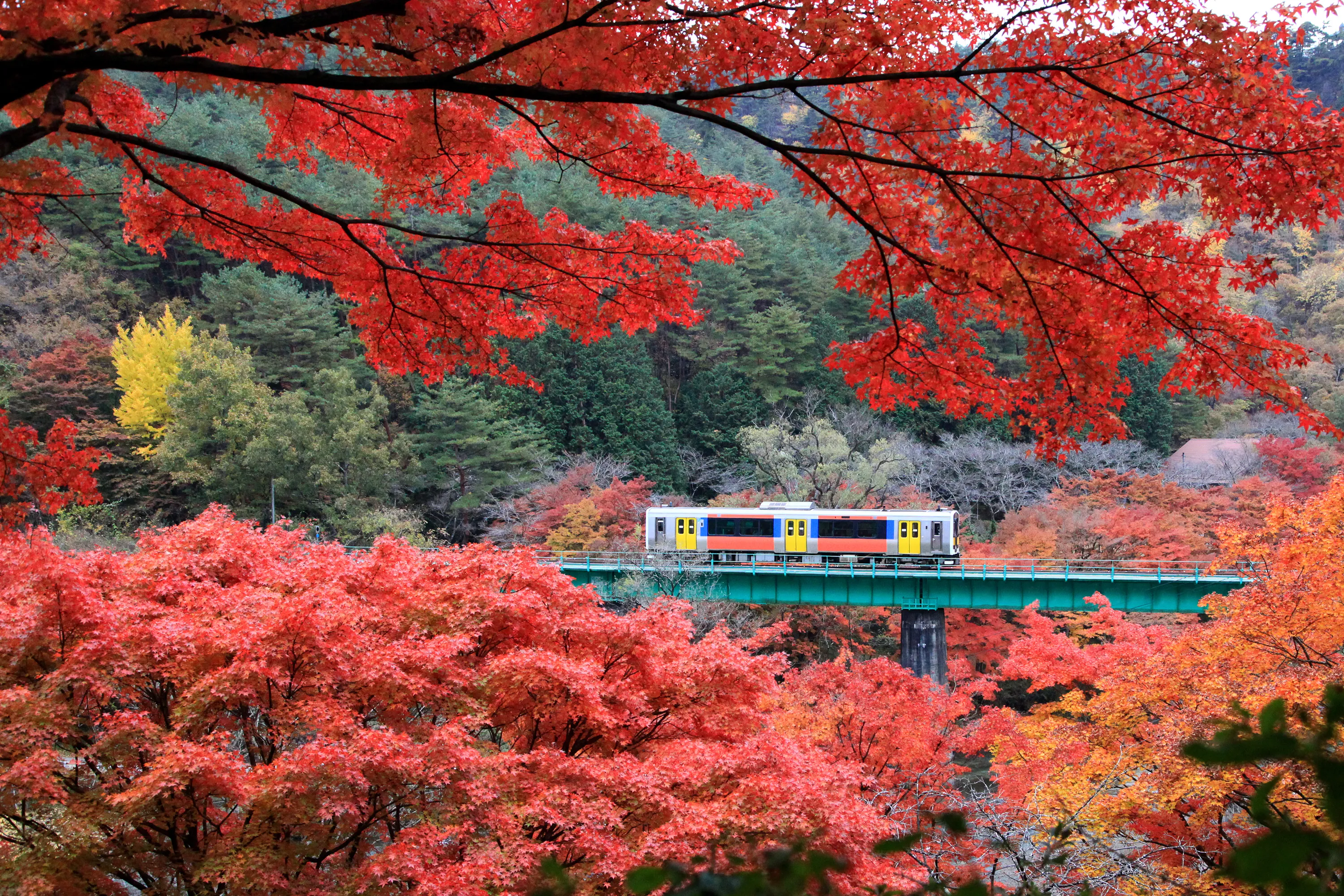 Beautiful maple(momiji) leaves with train running at Yamatsuriyama Park in Fukushima prefecture, Japan