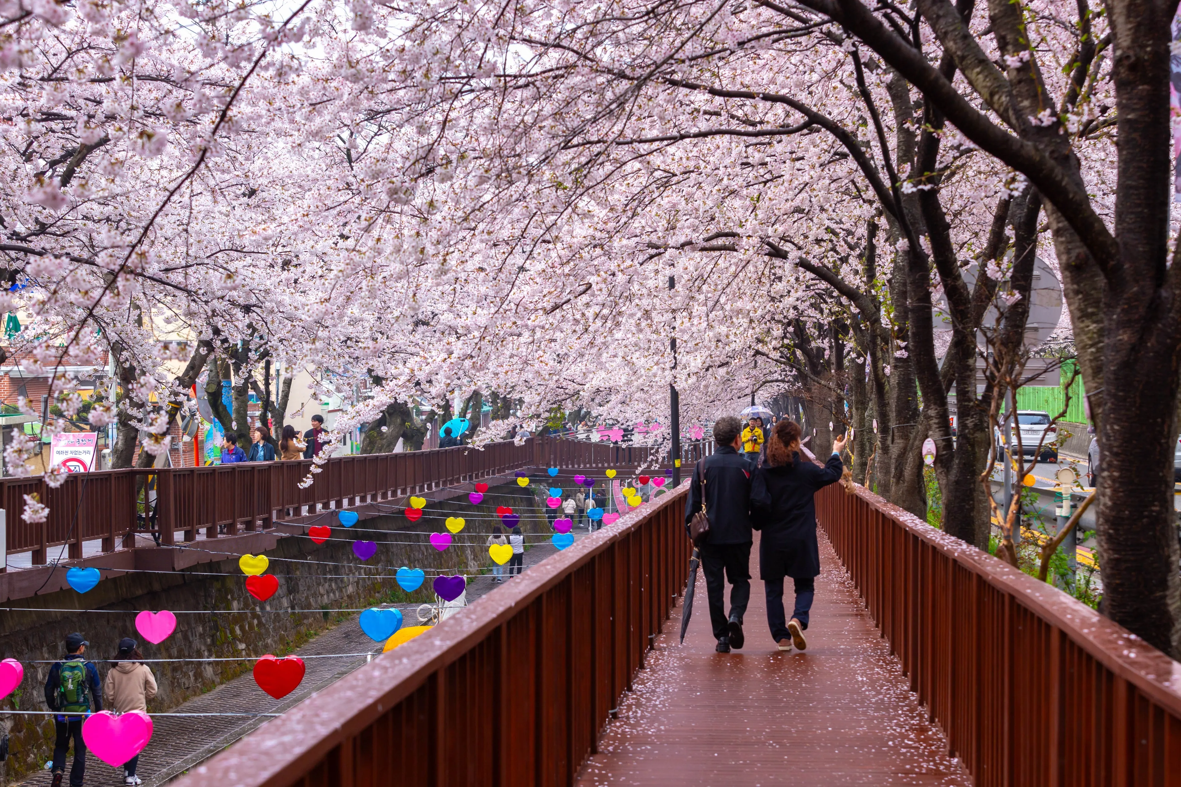 Jinhae, Changwon, South Korea - March 30, 2019: Tourists and Cherry blossom in spring on a rainy day in Jinhae Gunhangje Festival, jinhae, South Korea.