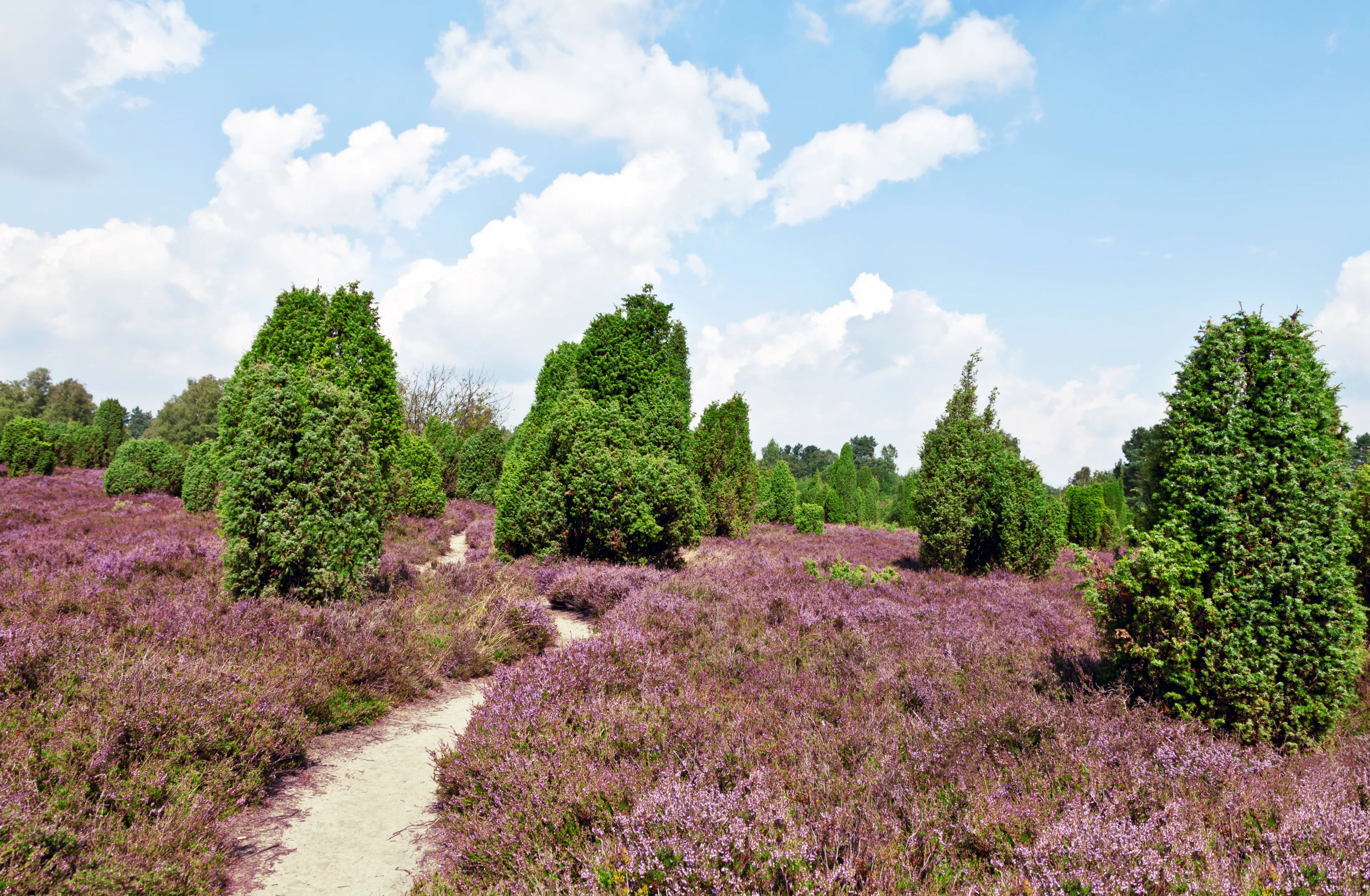 Best Schneverdingen hotels. Cheap hotels in Schneverdingen, Germany