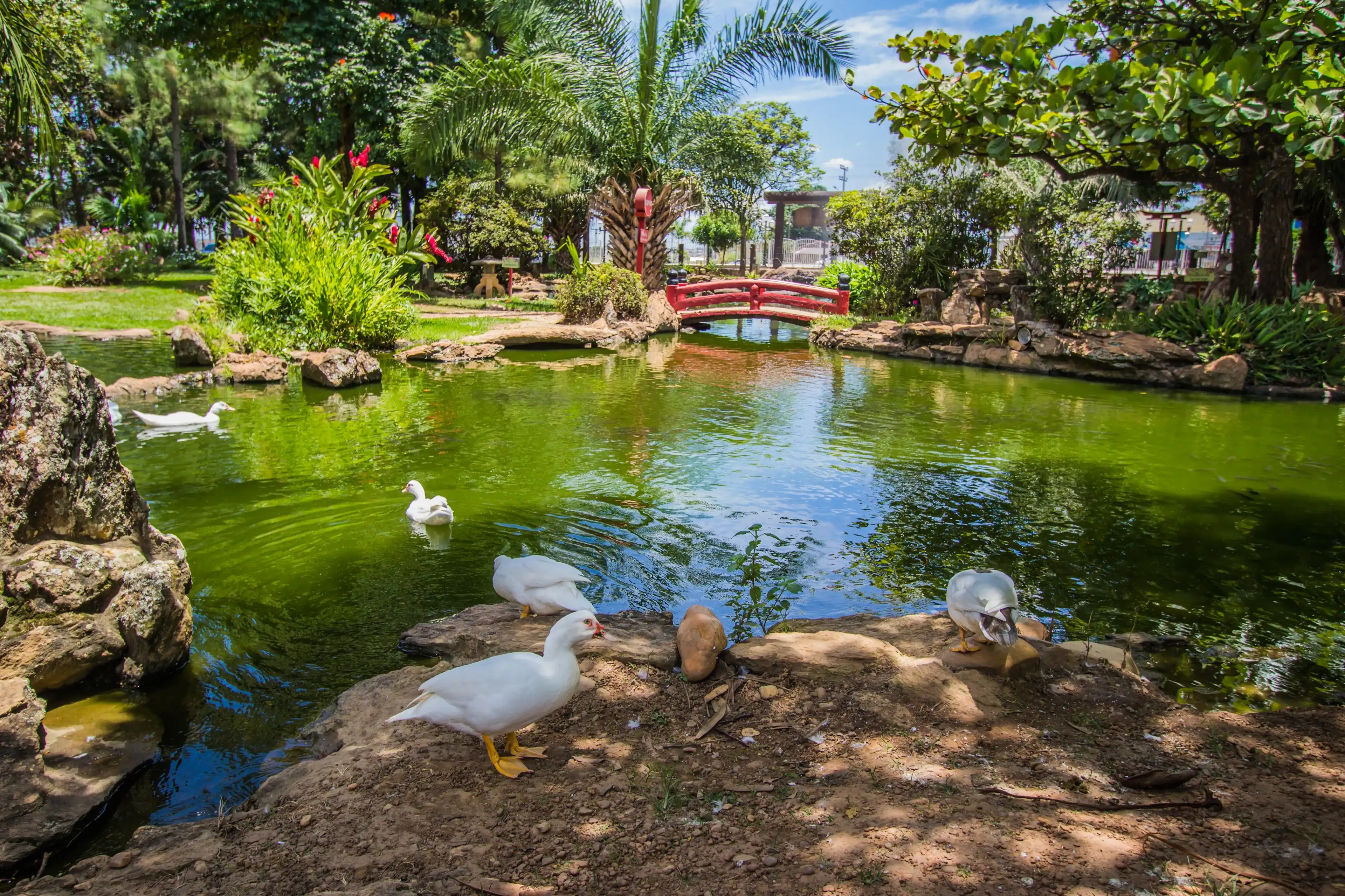 CALDAS NOVAS, BRAZIL - JANUARY 31, 2019:This traditional ande beautiful japanese garden is located in brazilian Caldas Novas City on January, 2019, Caldas Novas CALDAS NOVAS, BRAZIL - JANUARY 31, 2019:This traditional ande beautiful japanese garden is located in brazilian Caldas Novas City on January, 2019, Caldas Novas