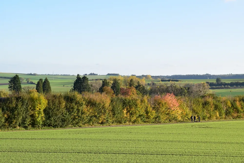 green fields in the evening sun during autumn with a row of trees at the road 