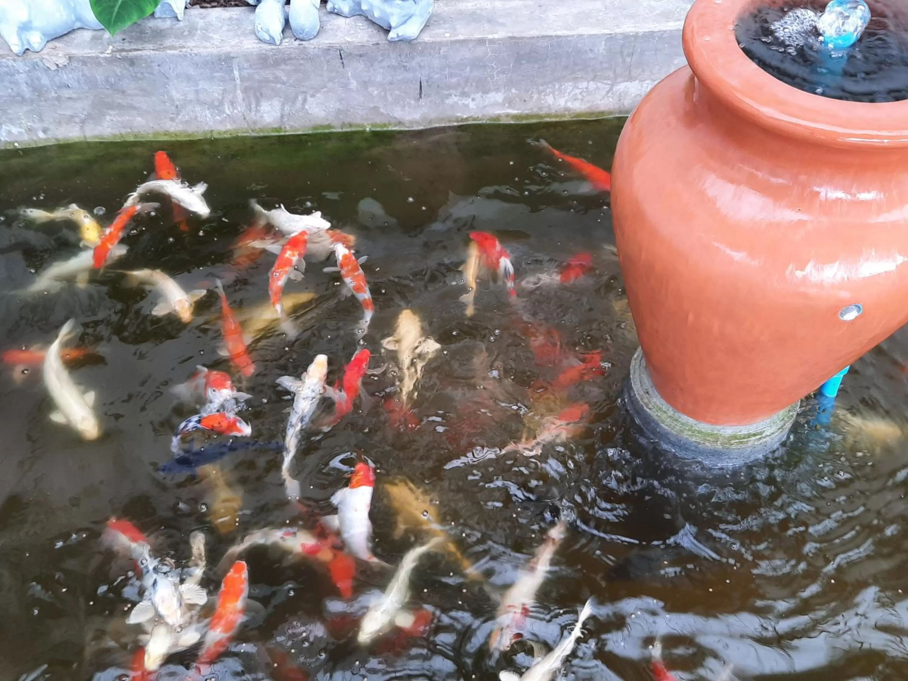 Fancy Carp Resort Hua-Hin