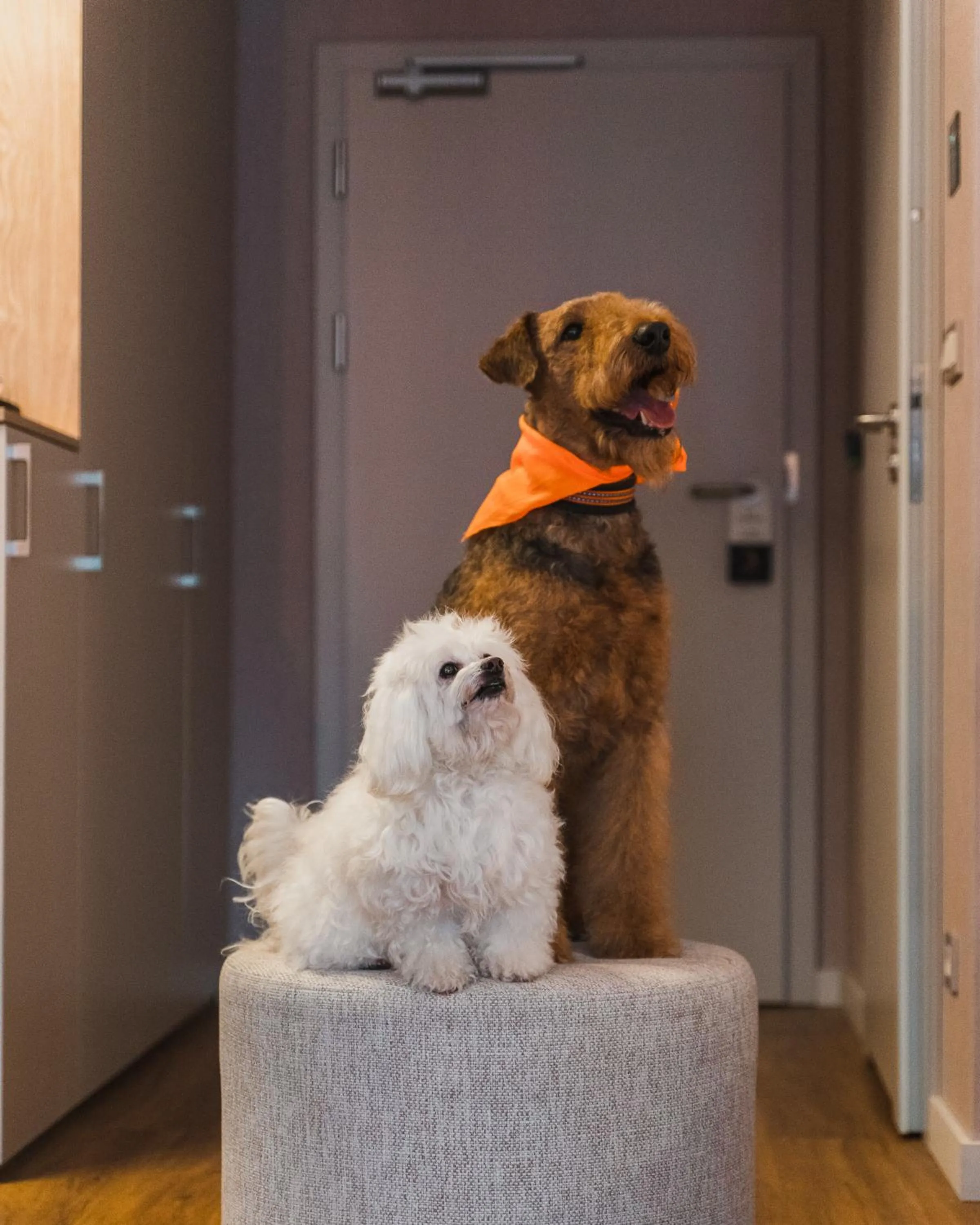 Pets in Hotel Binkowski