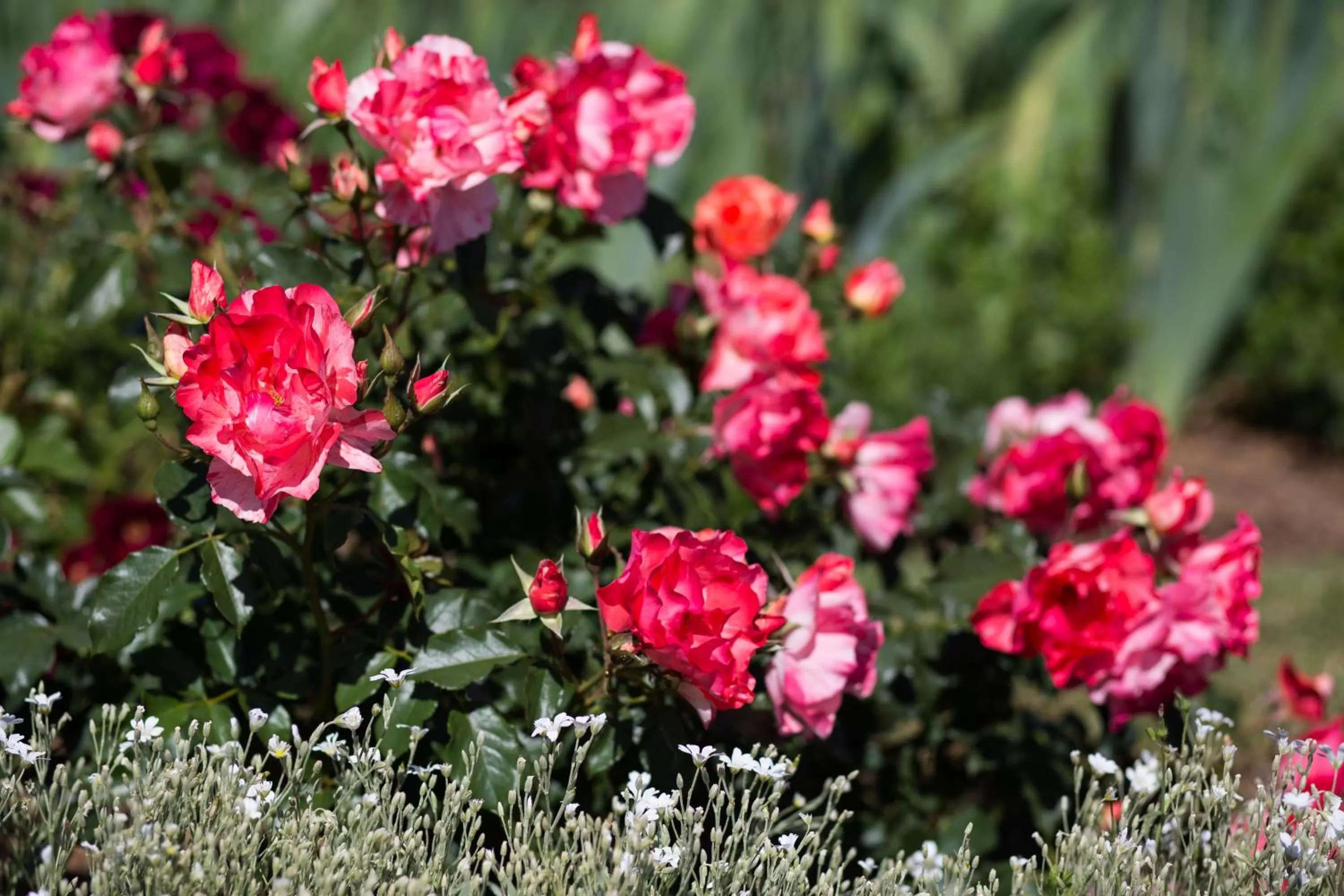 Garden in Willows Motel