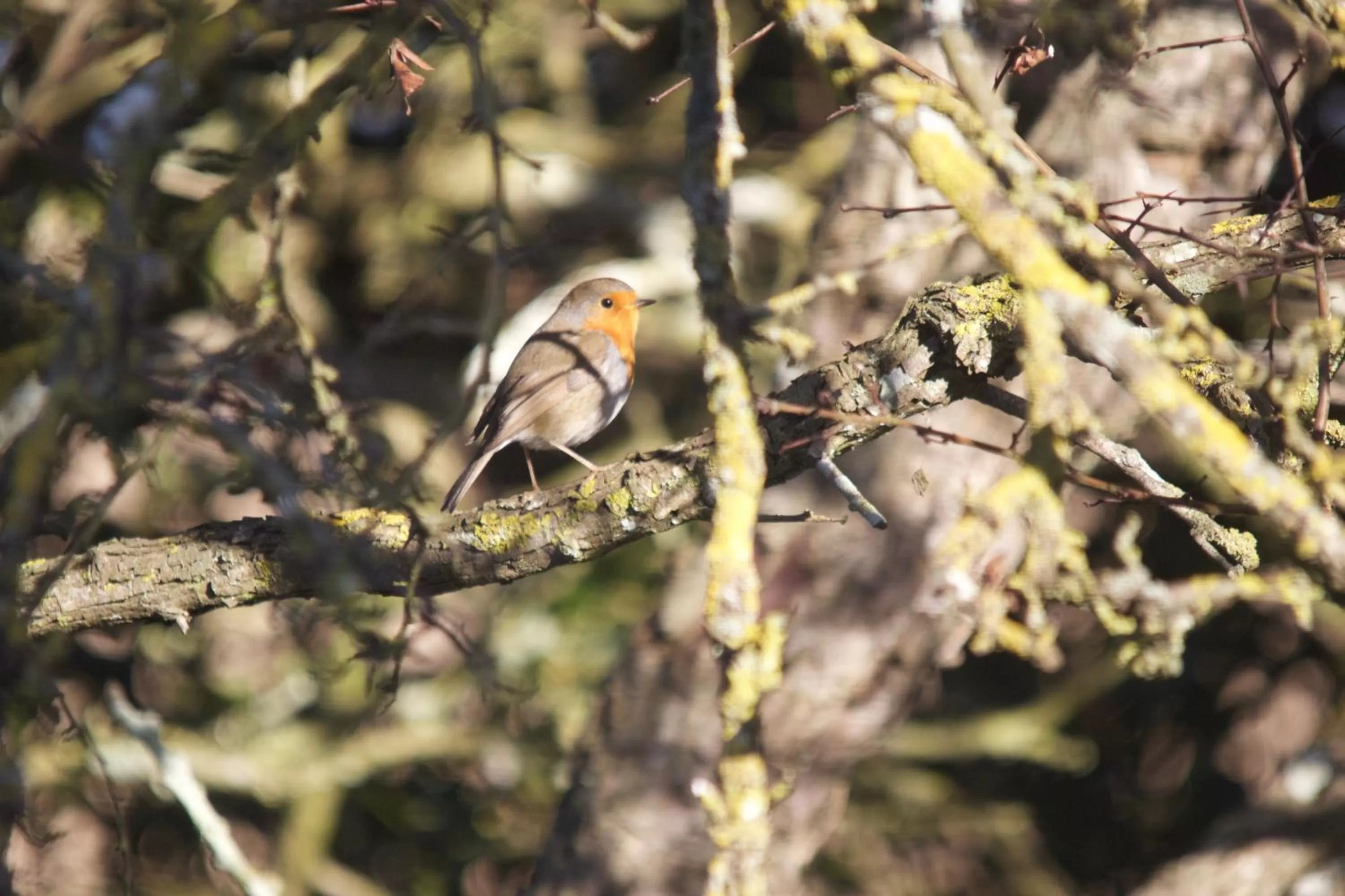 Garden in La Charentine