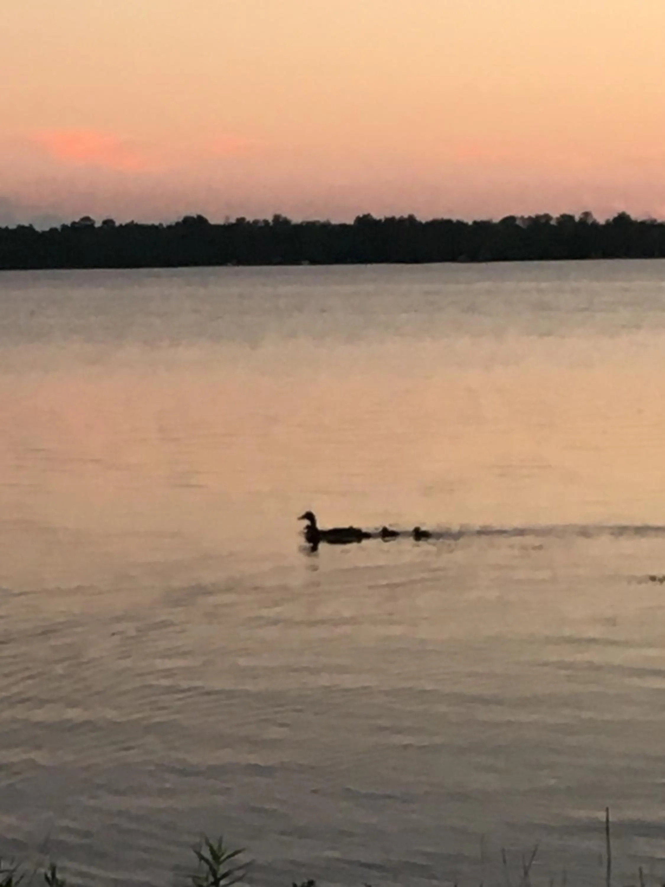 Natural landscape in Historic Birch Lodge and Motel