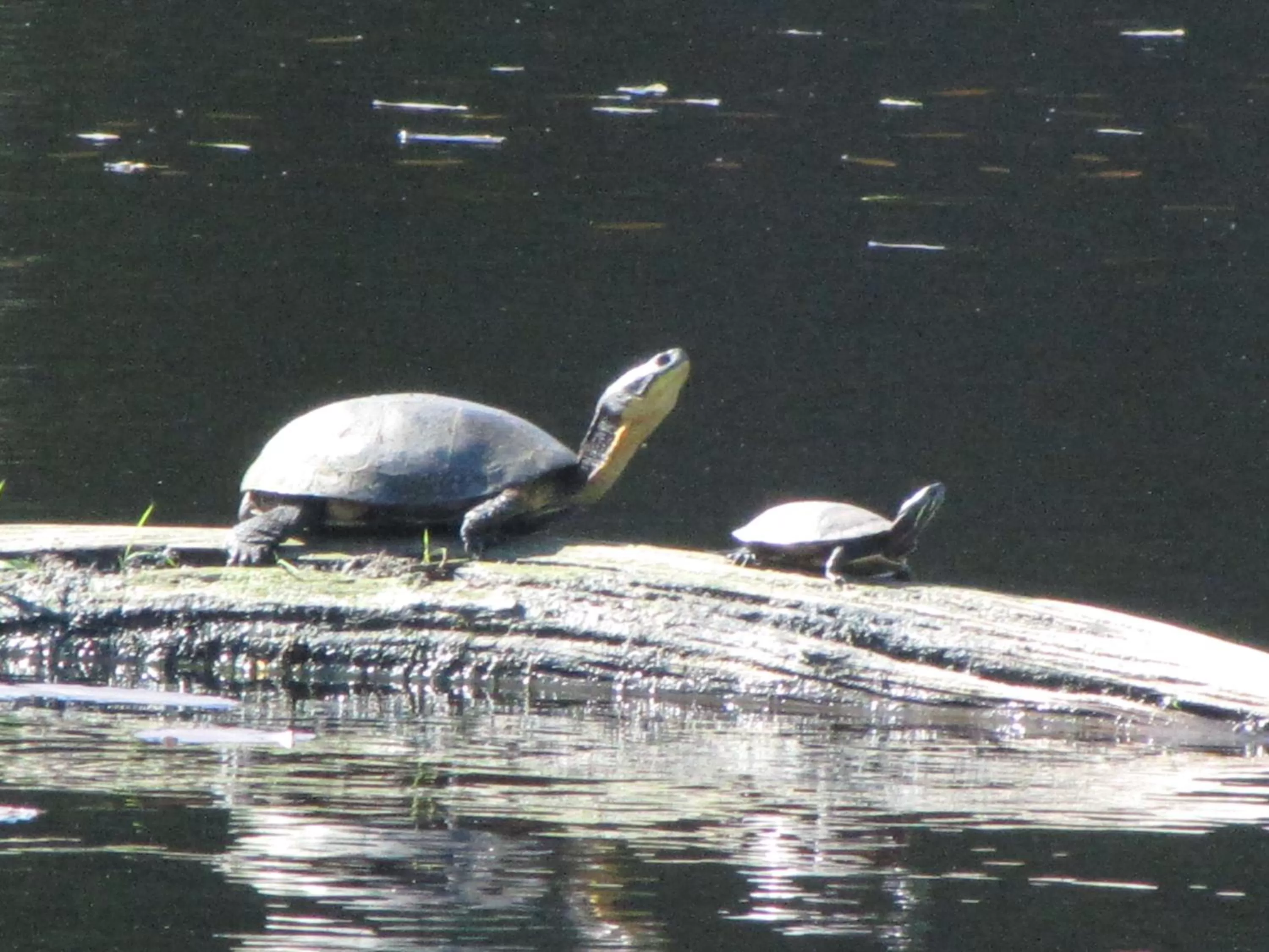 Animals, Other Animals in Shambhala Bed and Breakfast