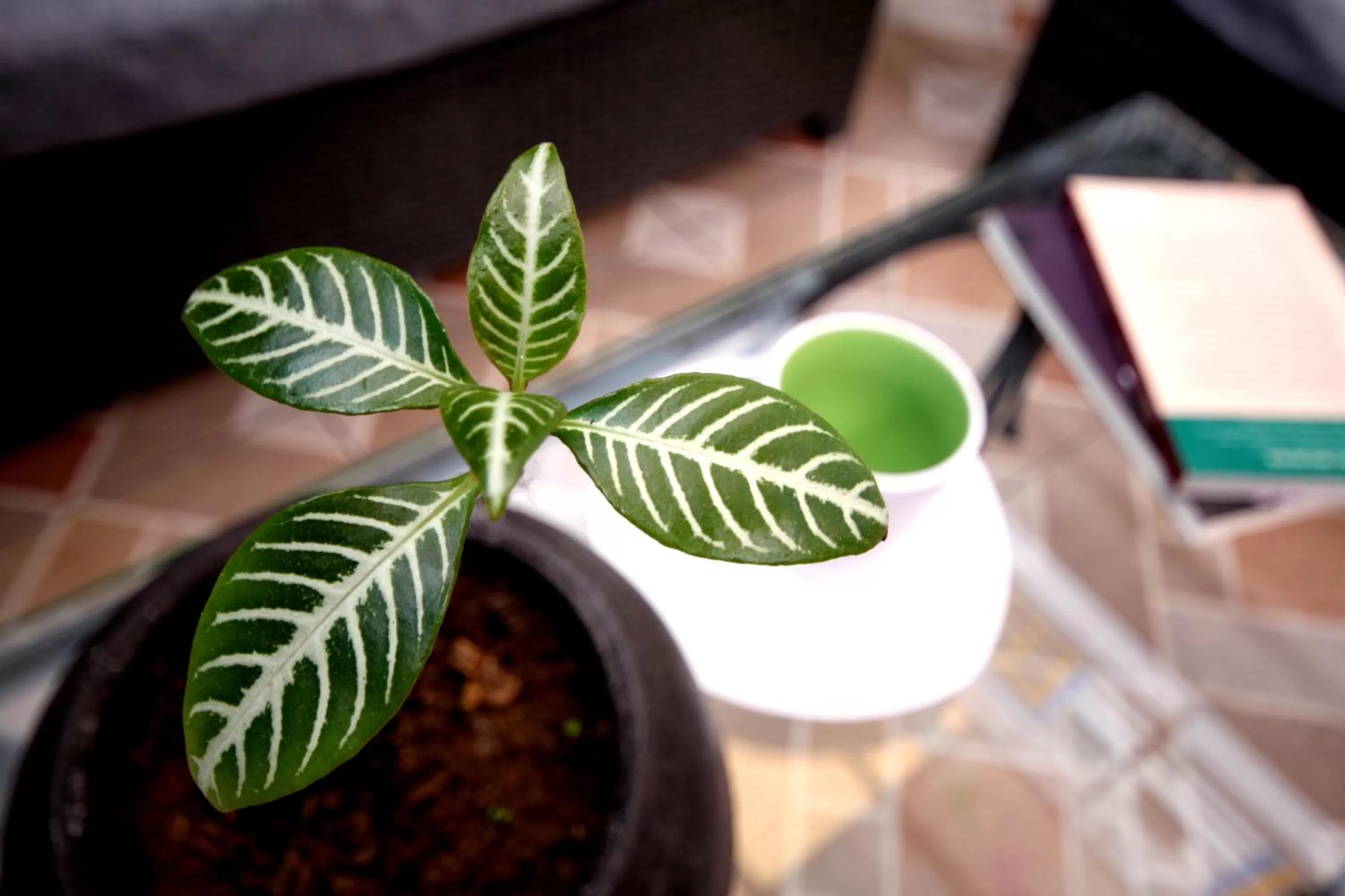 Garden in Hotel del Refugio