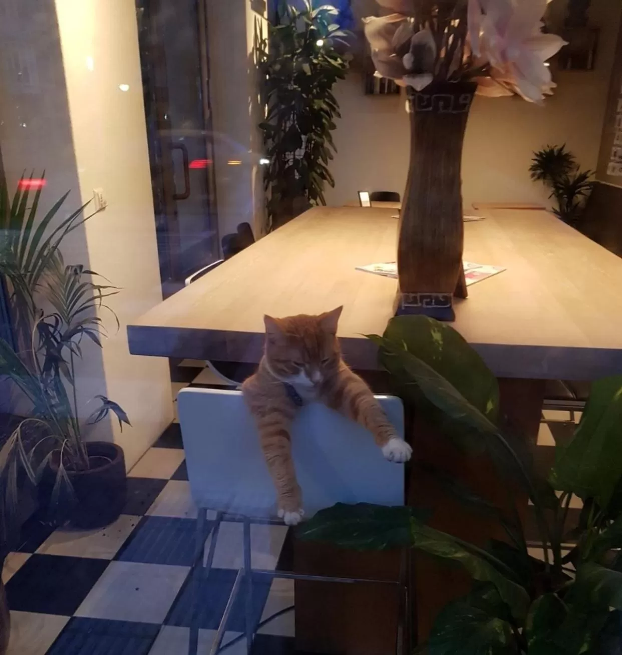 Pets in Hotel Mosaic City Centre