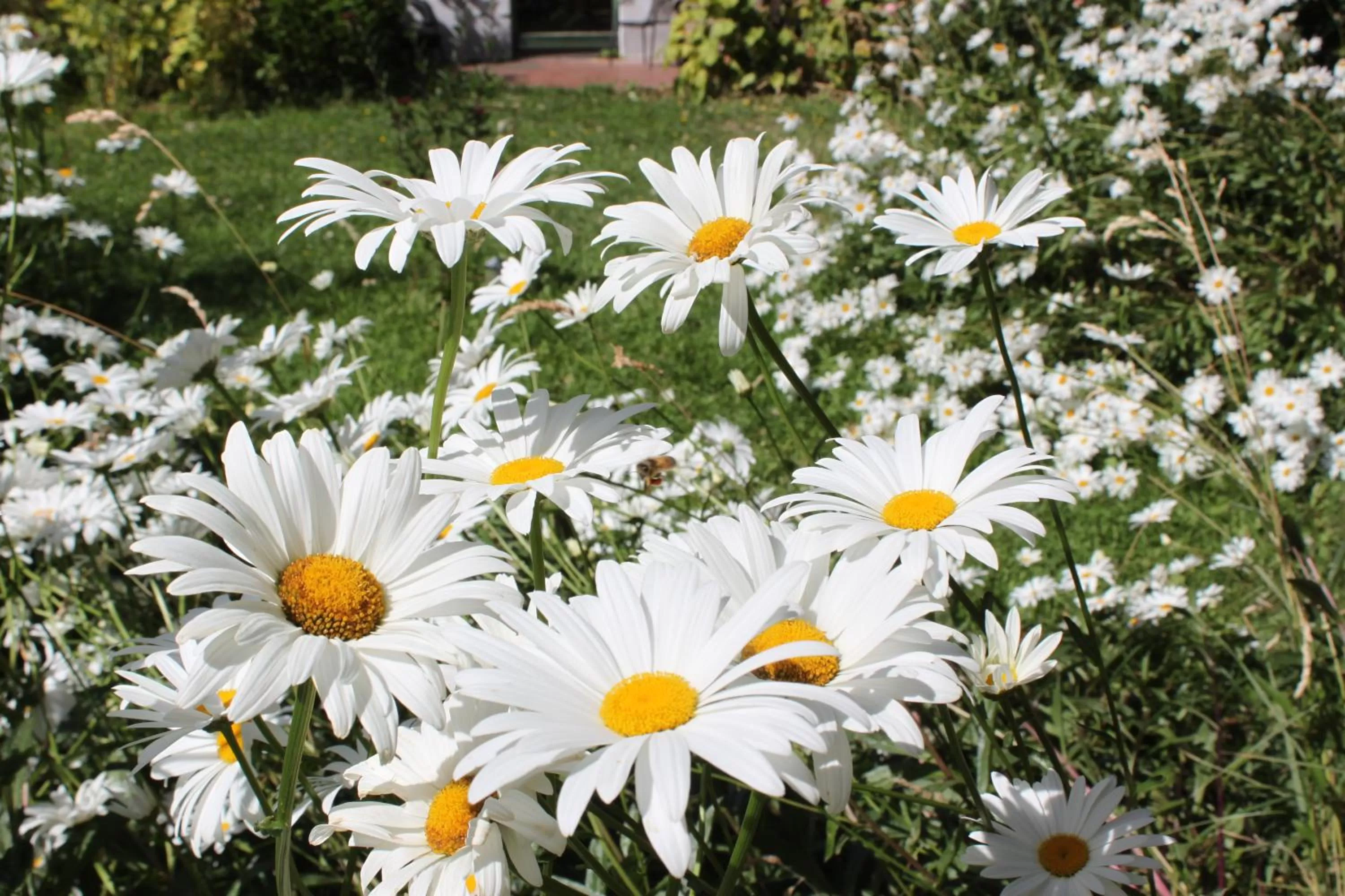 Patio in Hostería de la Patagonia