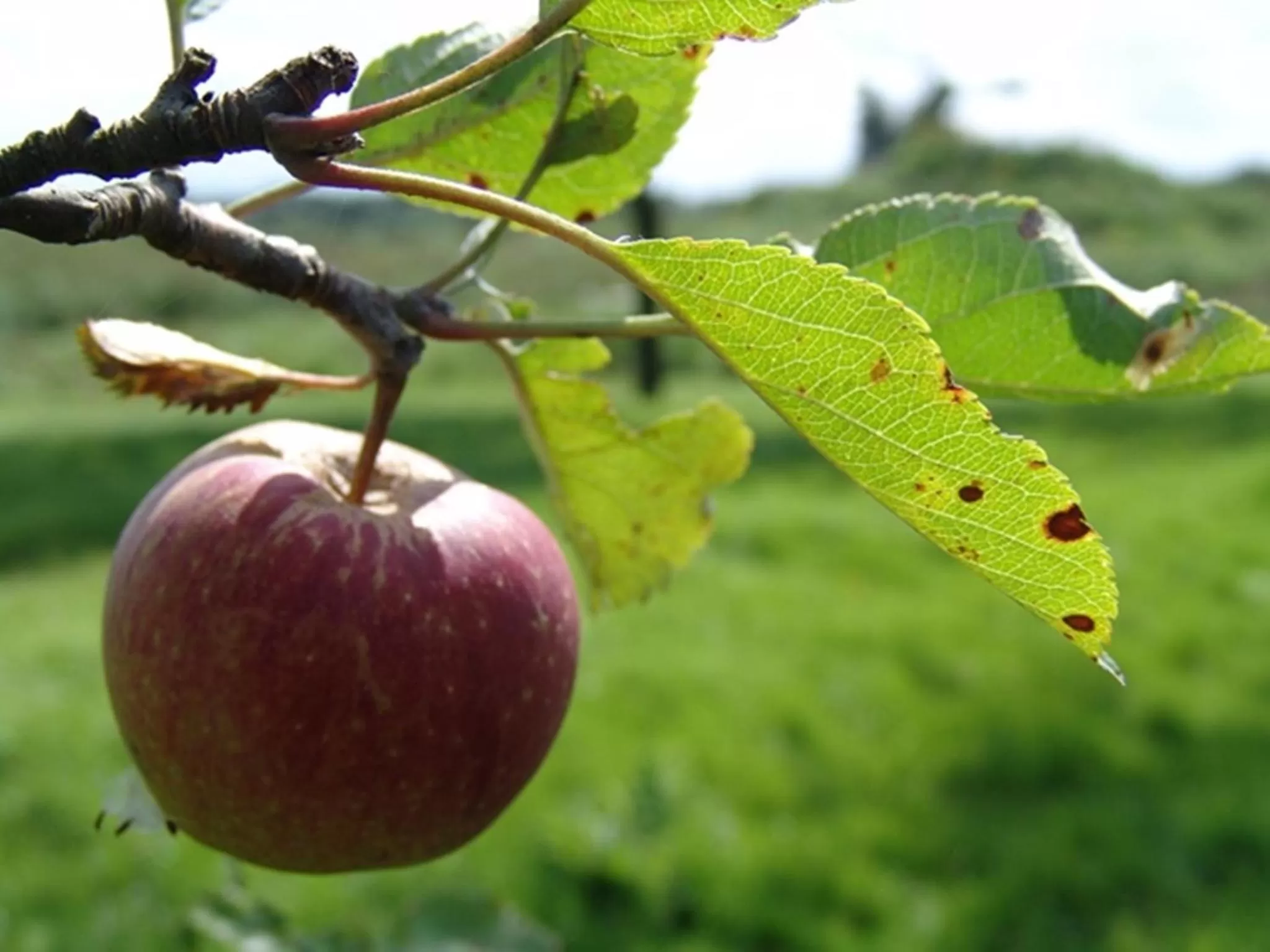 Garden, Food in Hajé Hotel Joure