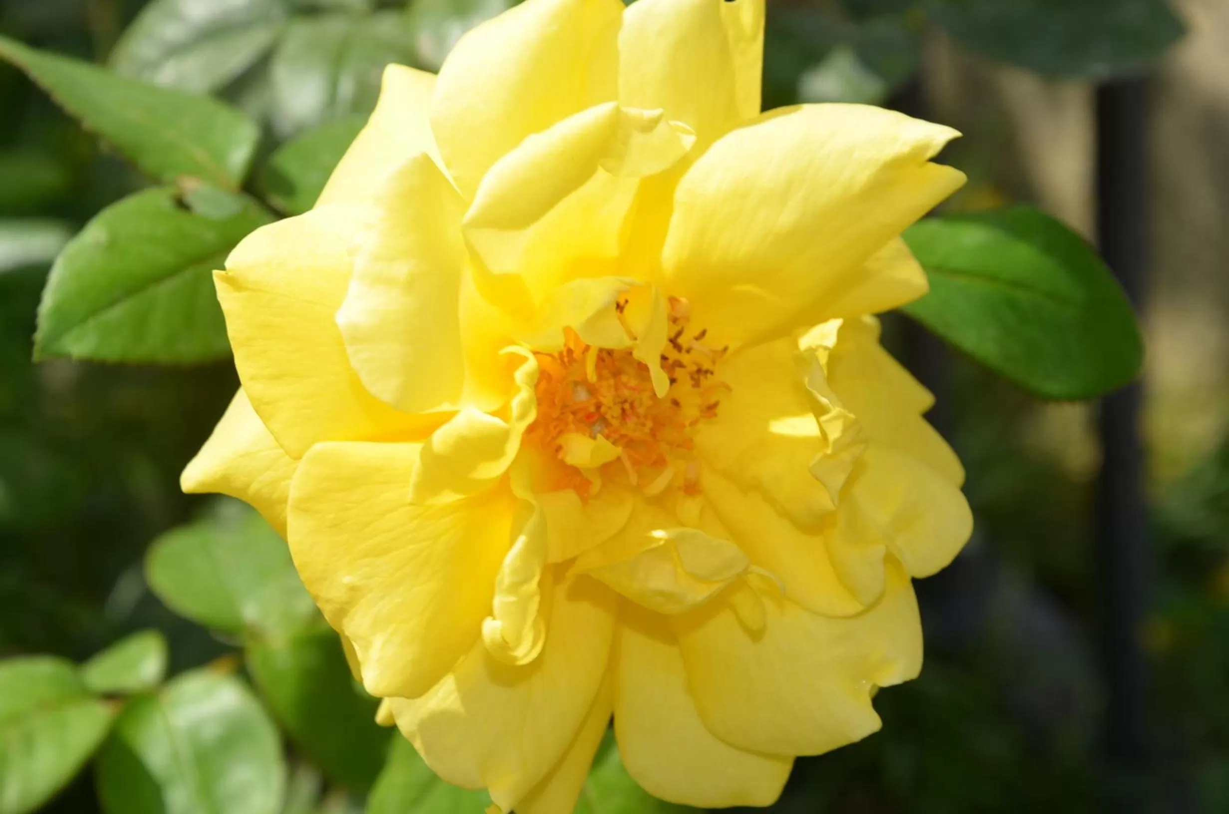 Garden in Il Torrione