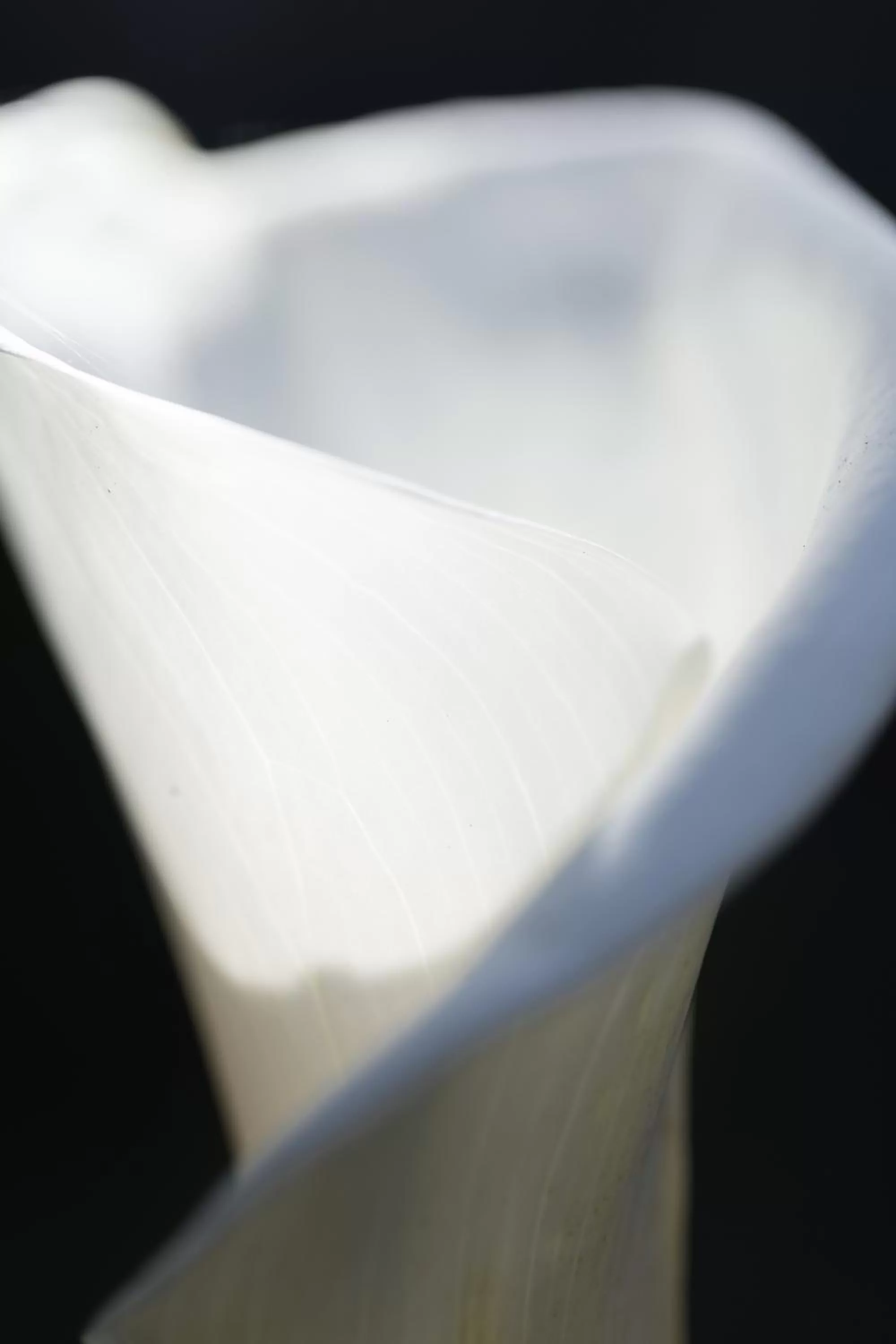 Garden in Centrella Hotel, a Kirkwood Collection Hotel