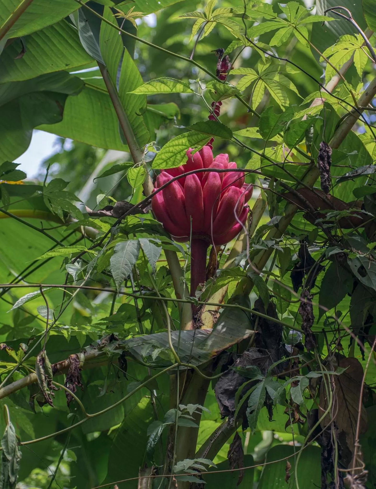 Garden in Hotel Kokoro Mineral Hot Springs