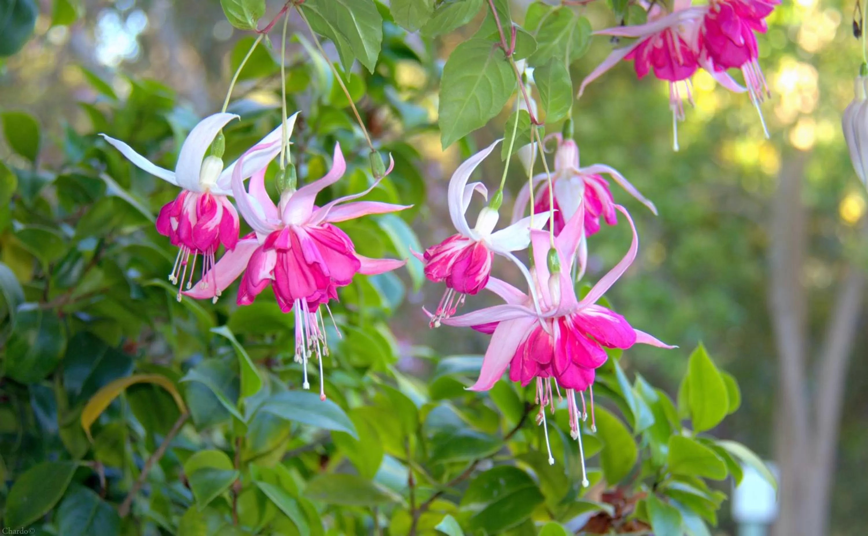 Decorative detail in Carmel River Inn & Cottages