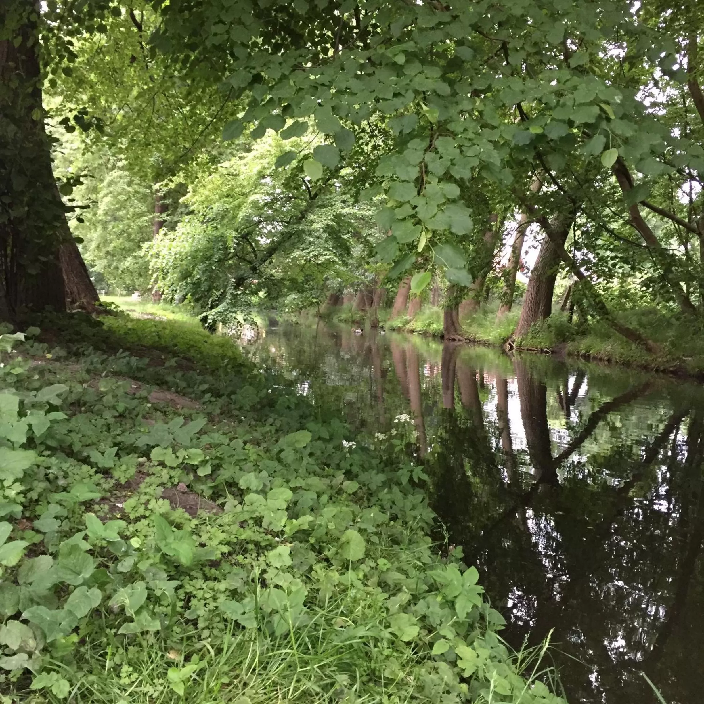Natural landscape in Hotel Willa Starosty