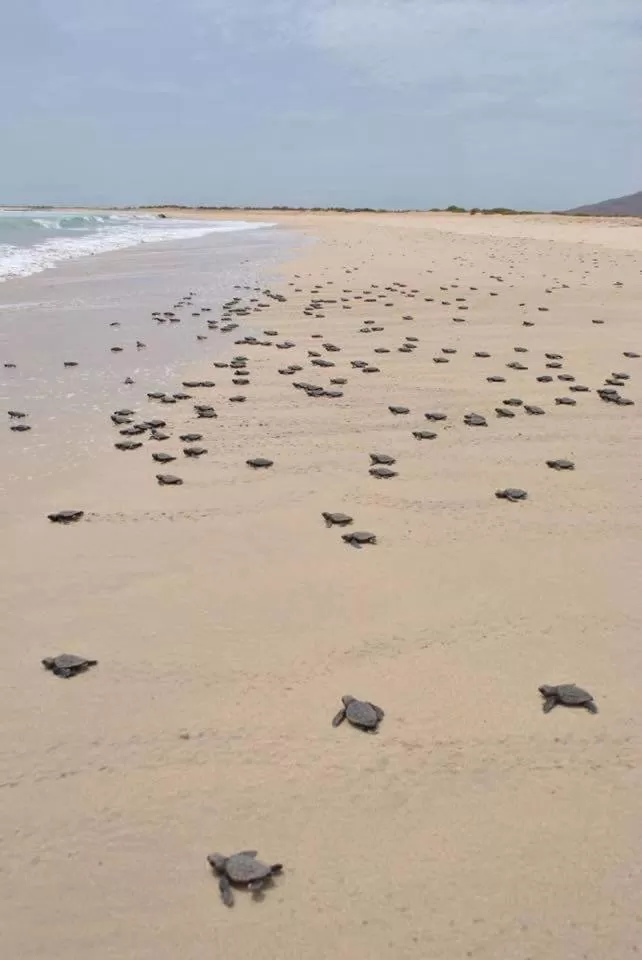 Natural landscape, Beach in B&B Sereia Azul Boa Vista