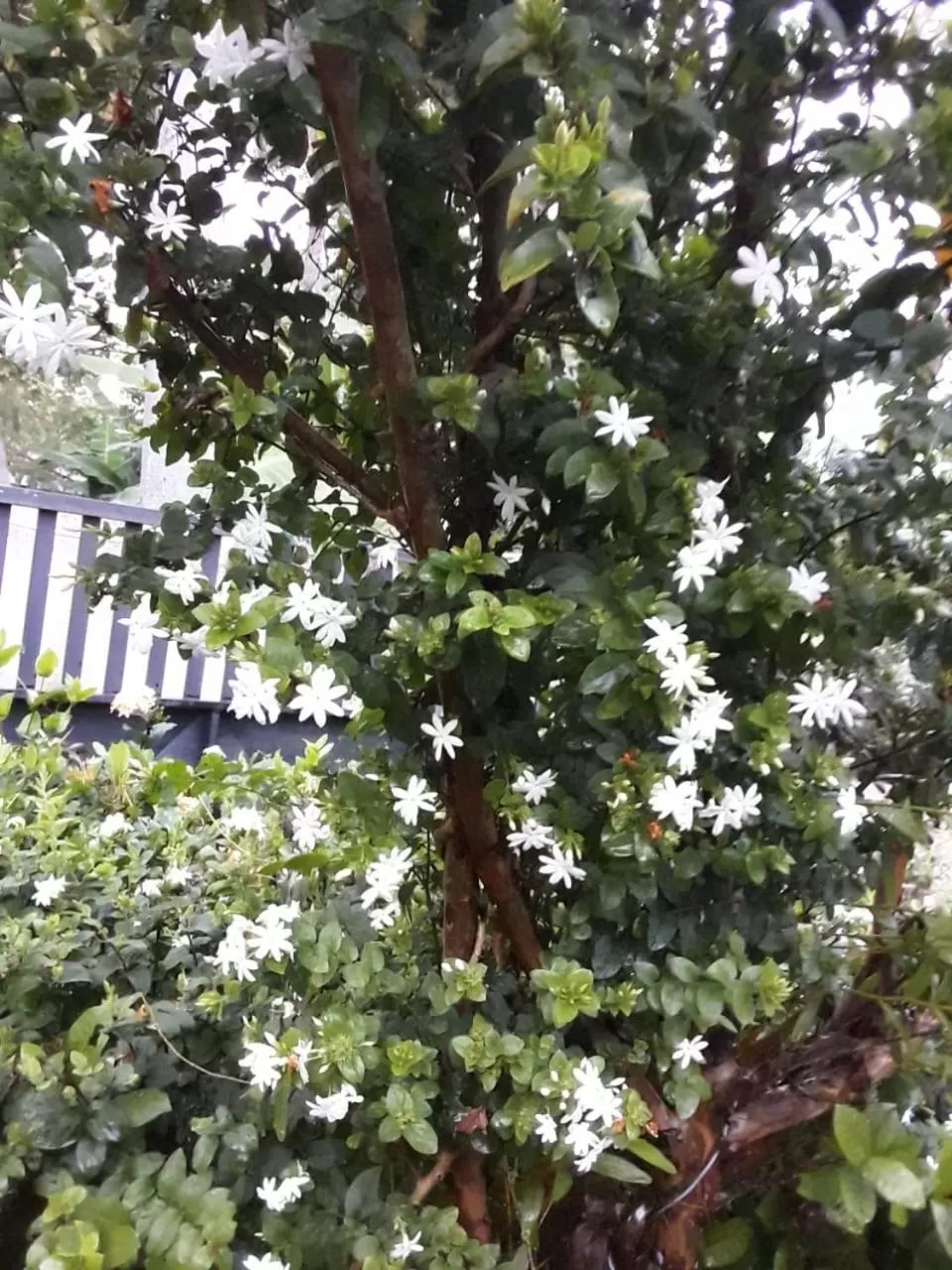 Garden in Villa DeLorenta