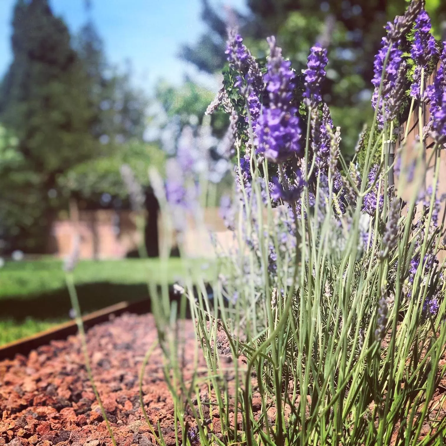 Garden in Hotel & Restaurant Figueres Parc