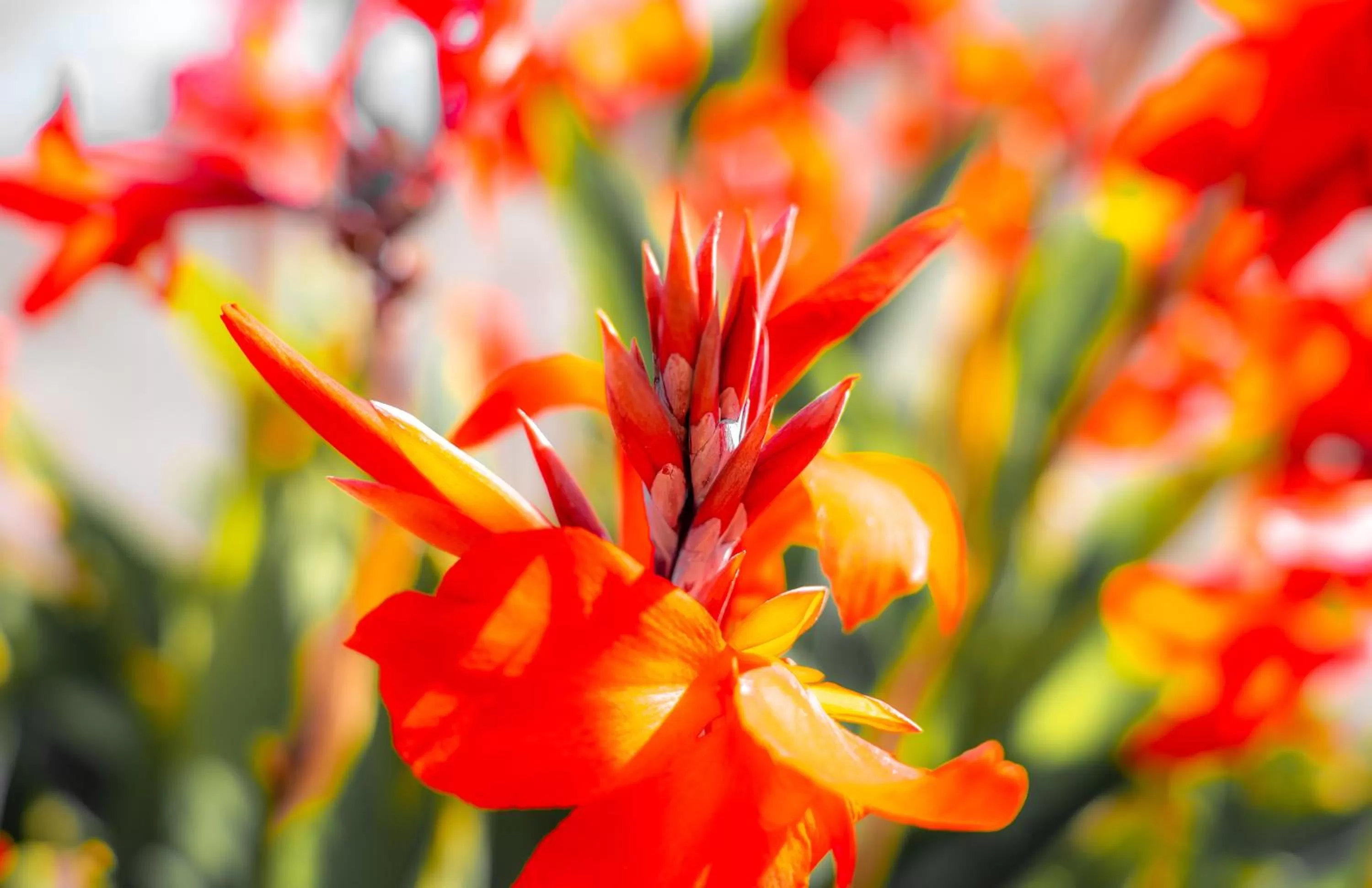 Garden in Seaside Inn Monterey