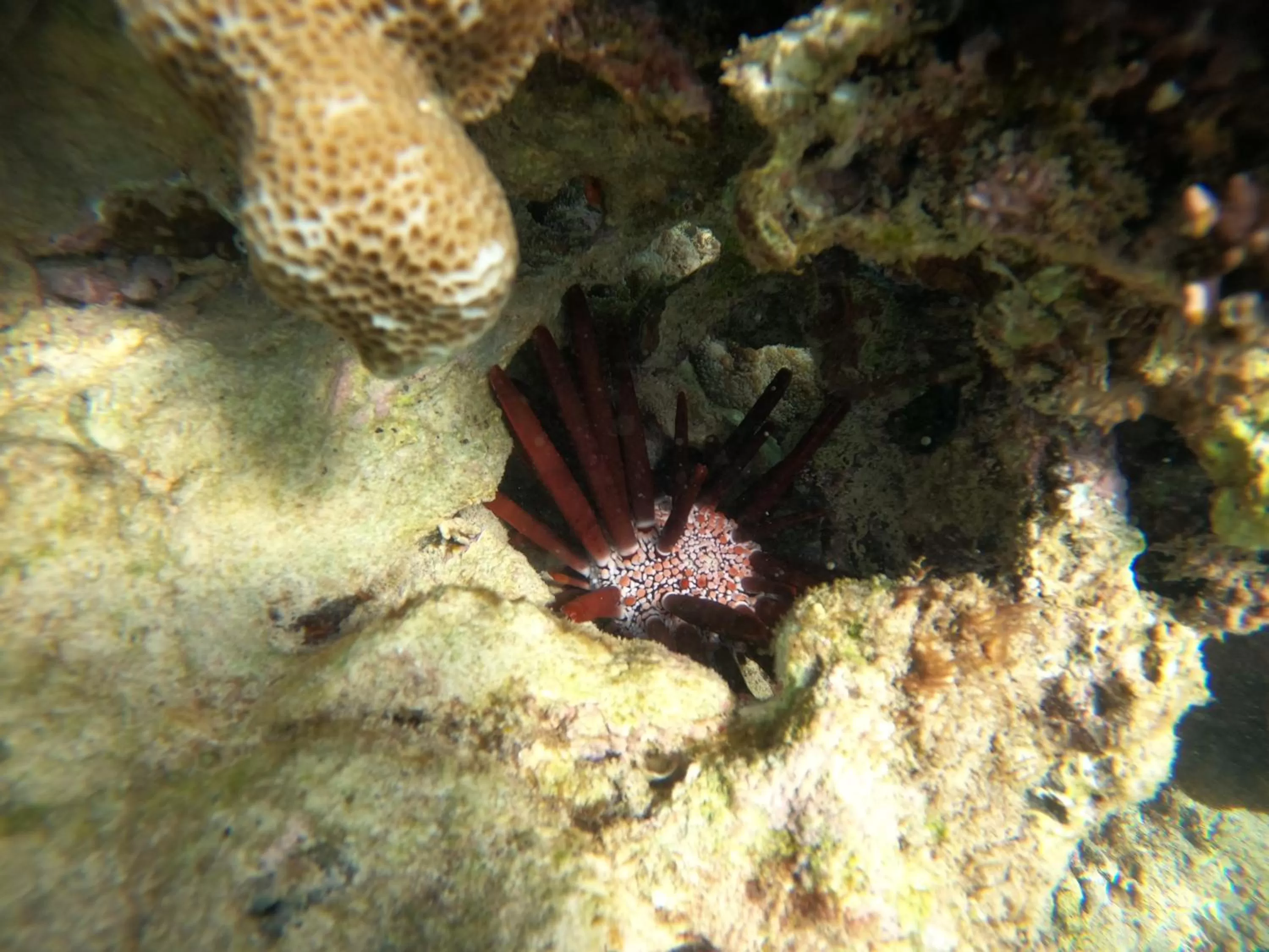 Animals in STORY Seychelles