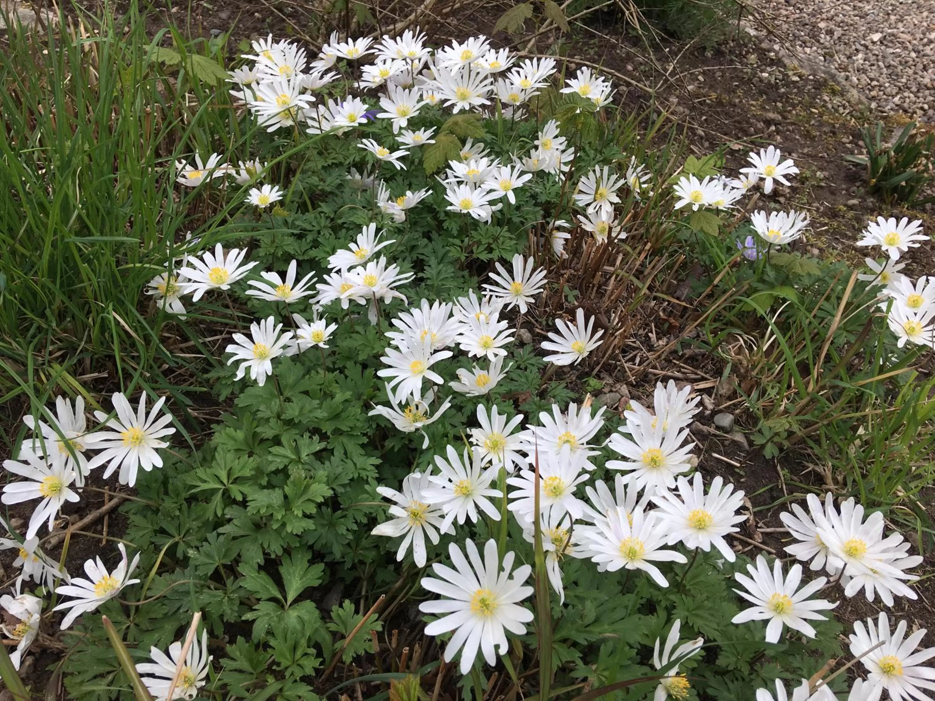 Garden in Bromølle Kro
