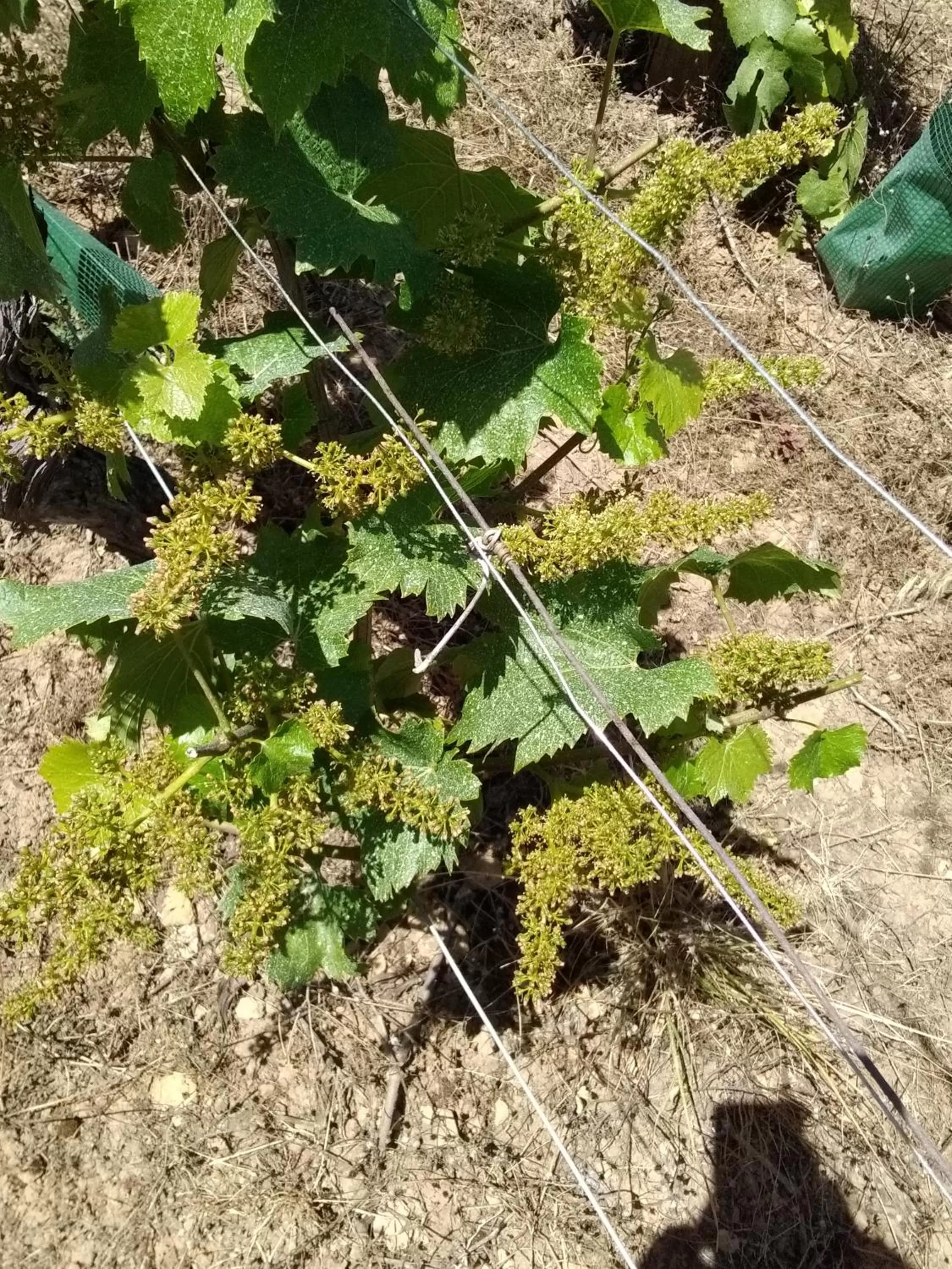 Garden view in Virginie et Serge