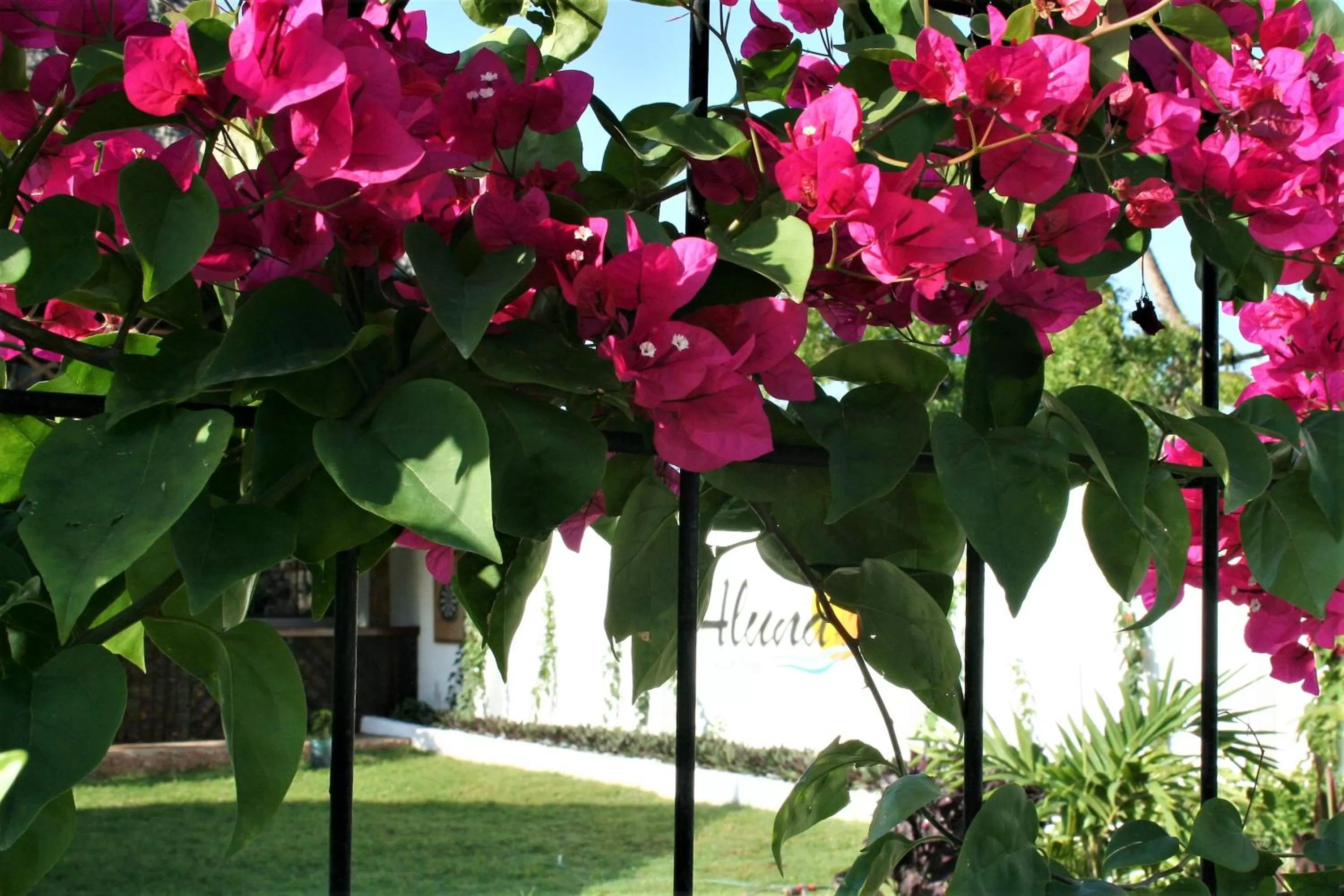 Garden in Aluna Nungwi