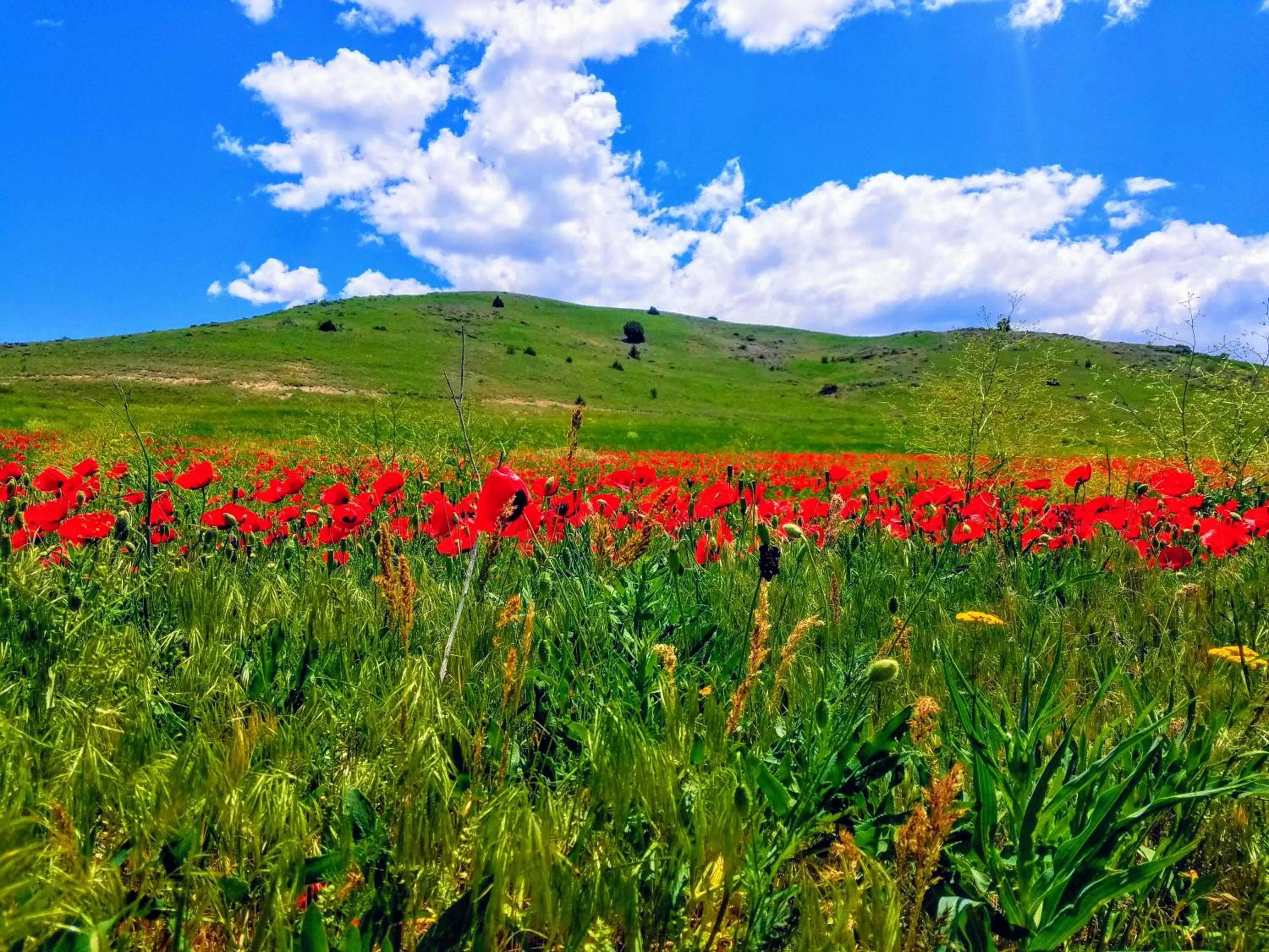 Mountain view, Natural Landscape in Karine B&B