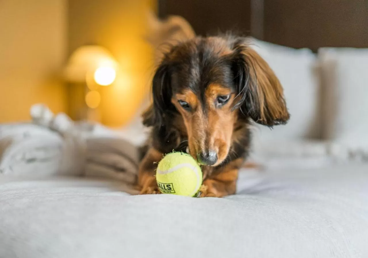 Pets in Temple Gardens Hotel & Spa