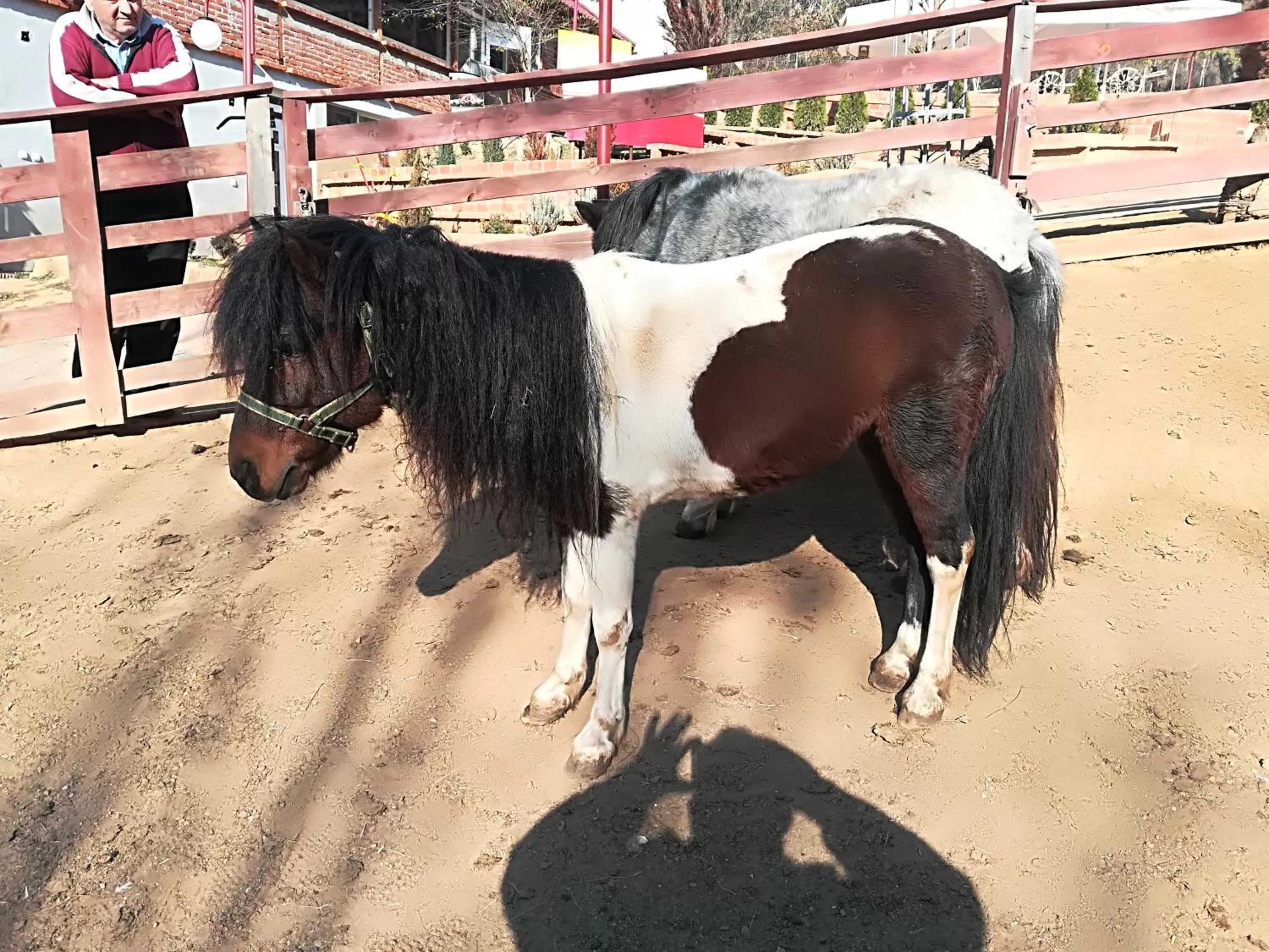 Animals in Etno selo Vile Jefimija, selo Preobrazenje, Vranje