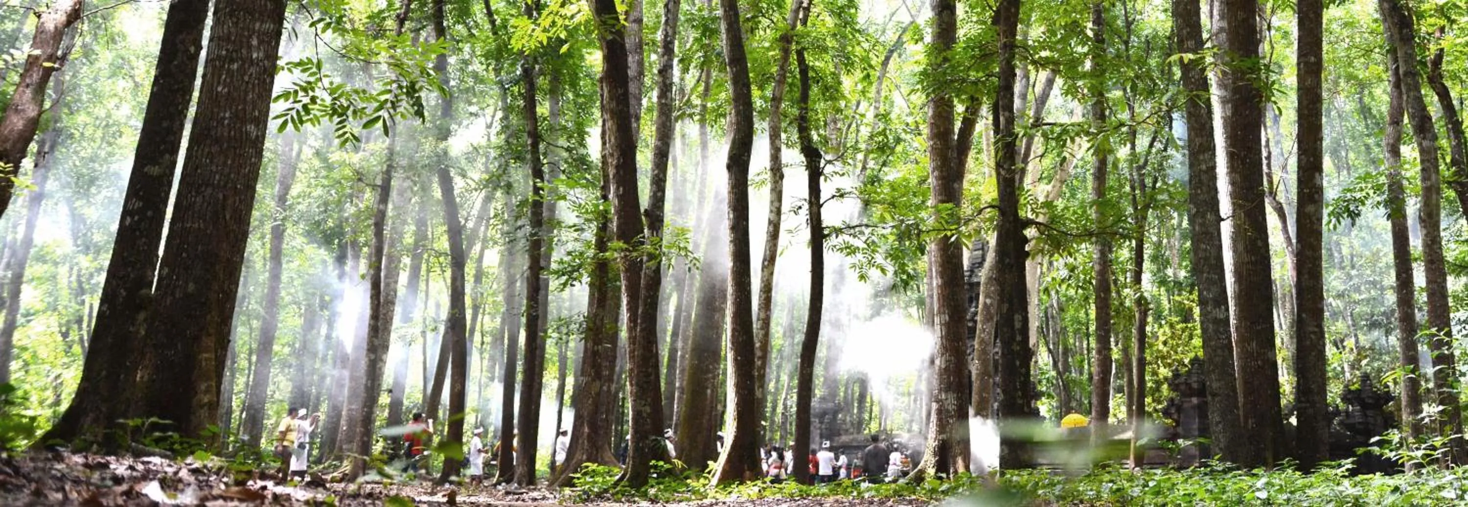 Natural landscape in Griya Sriwedari