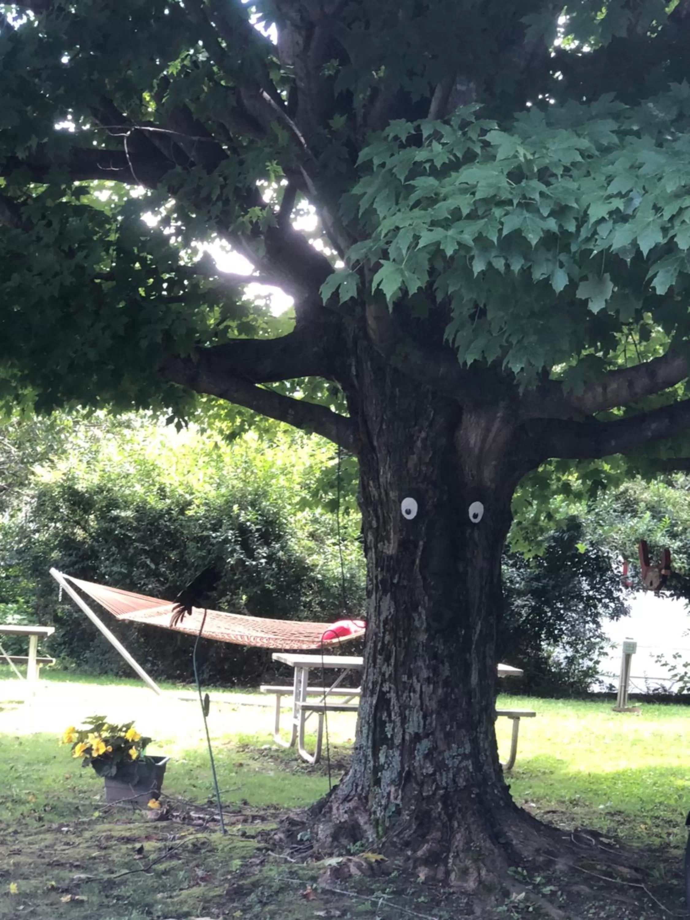 Garden in Cardinal Inn