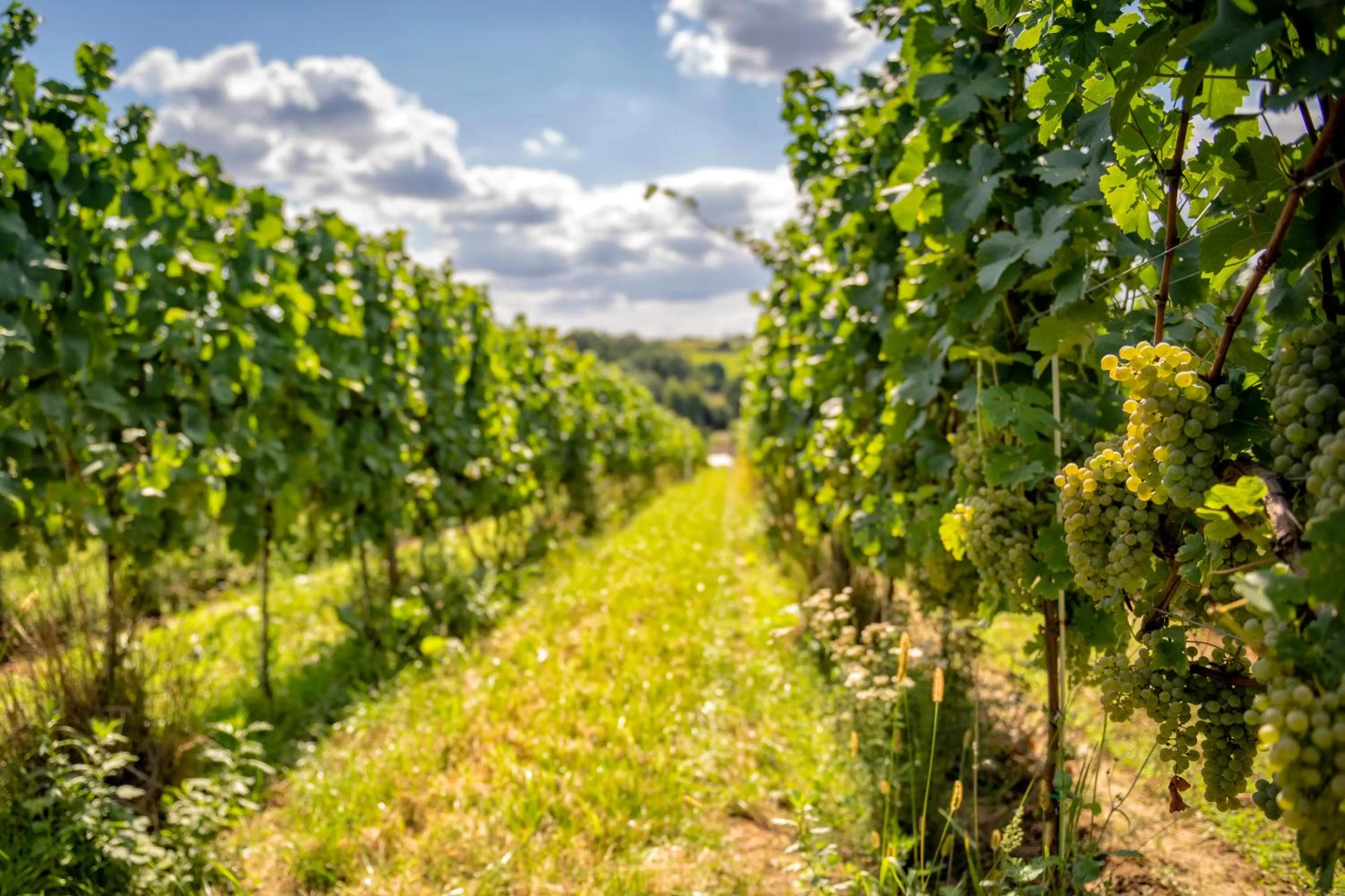 Spring in Hotel Niemcza Wino & Spa