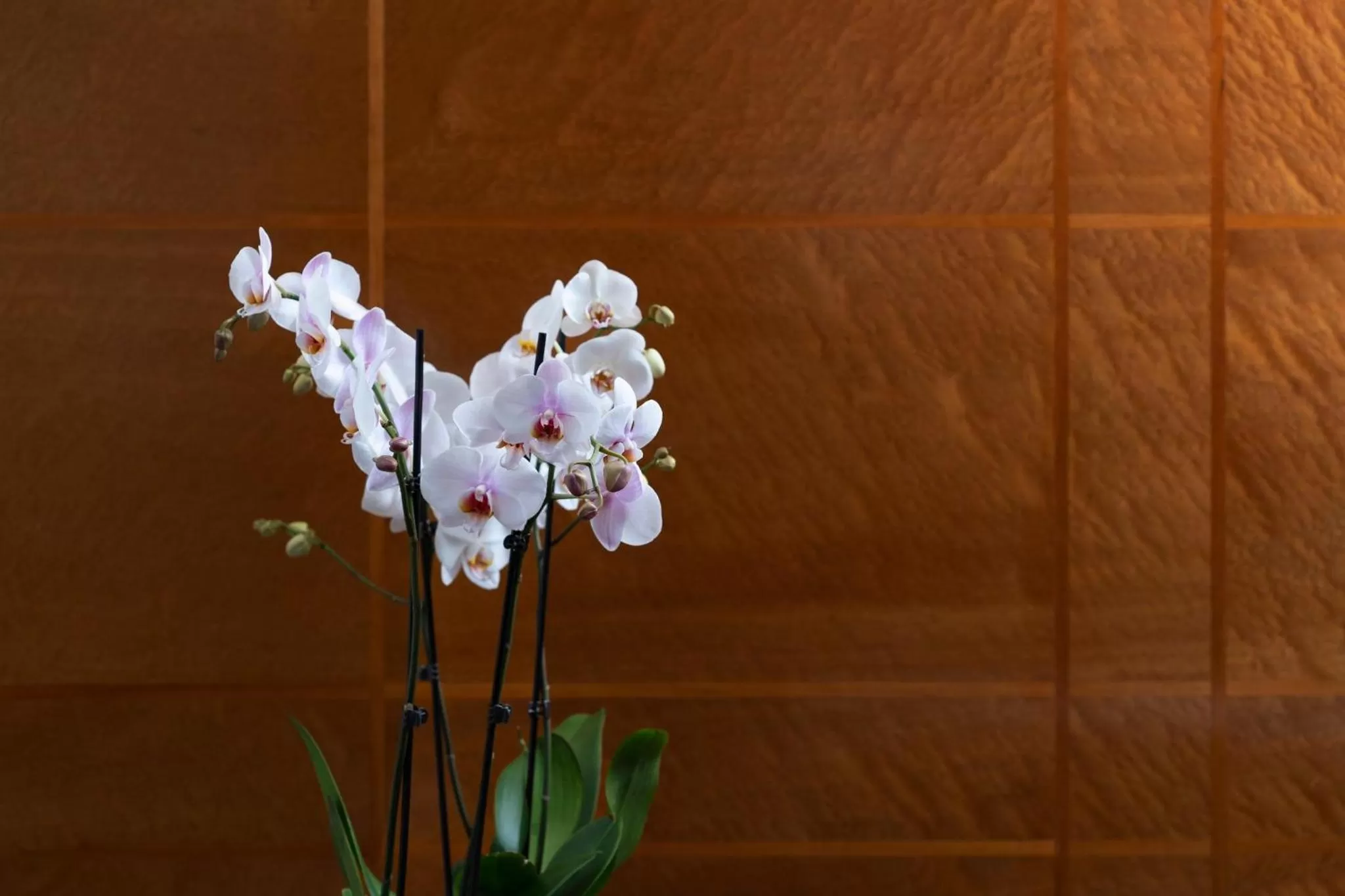 Lobby or reception in COMO The Halkin