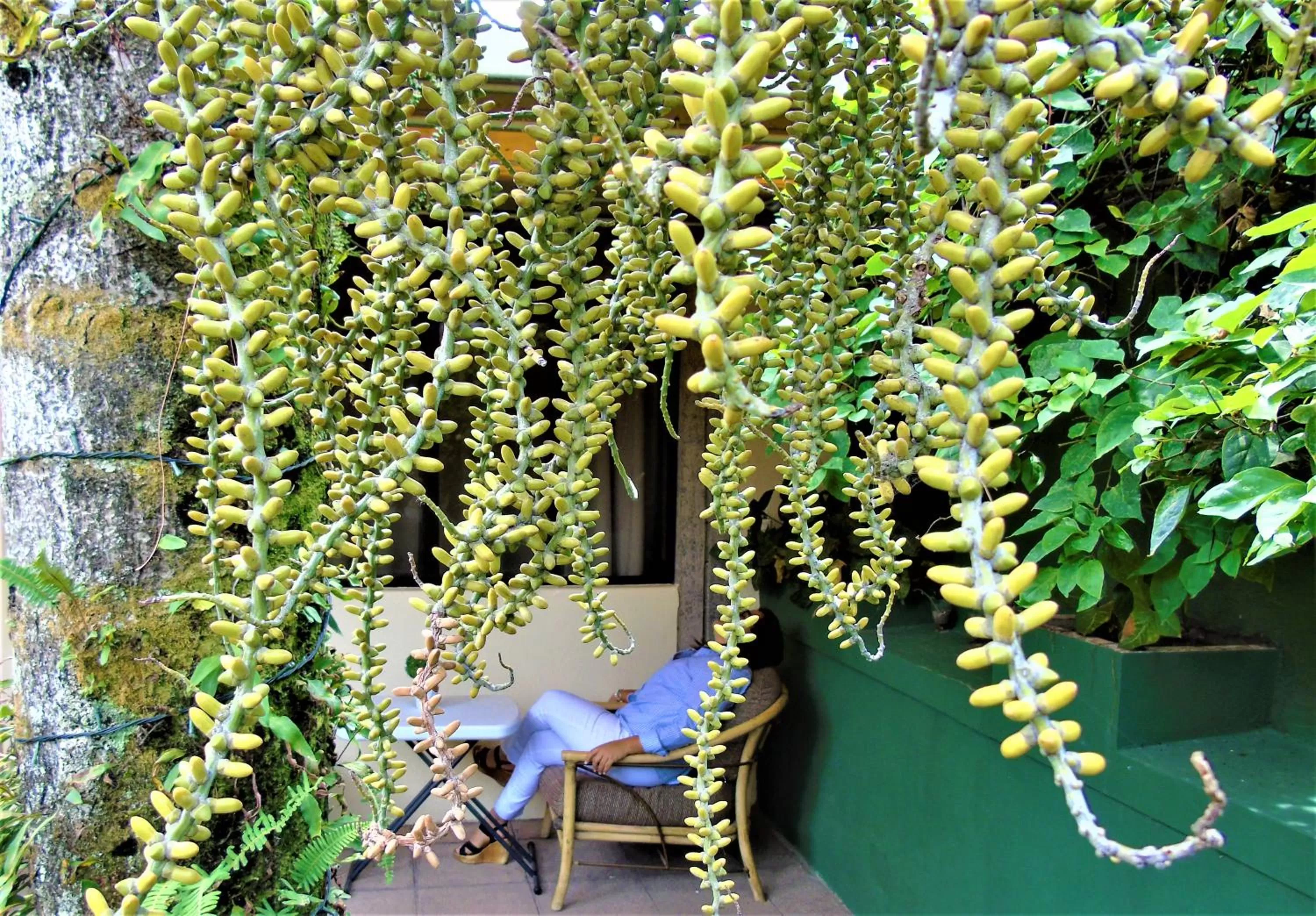 Las Magnolias Hotel Boutique