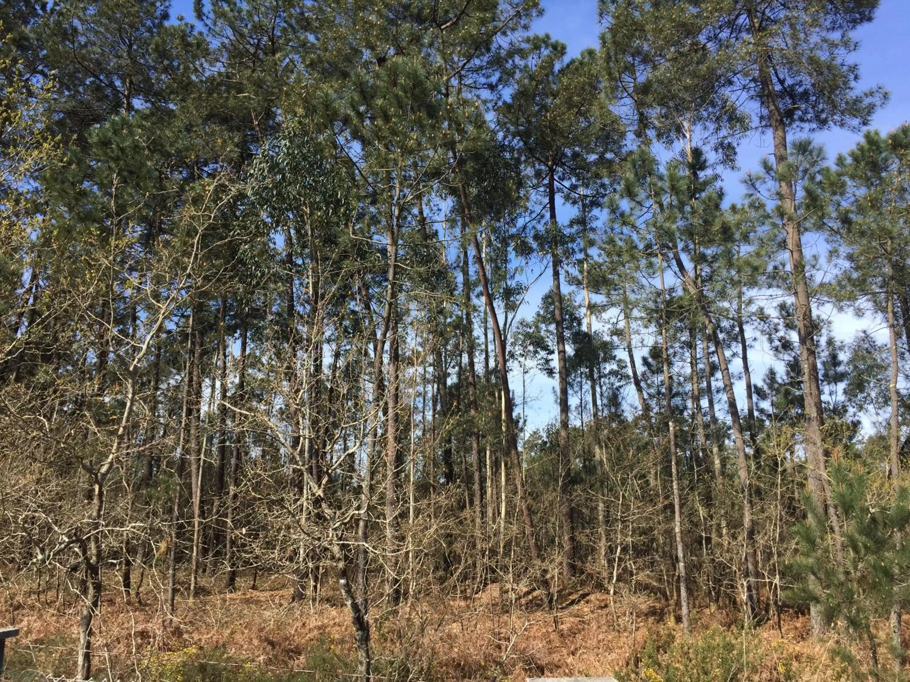 Mountain view in Agro da Gandarela