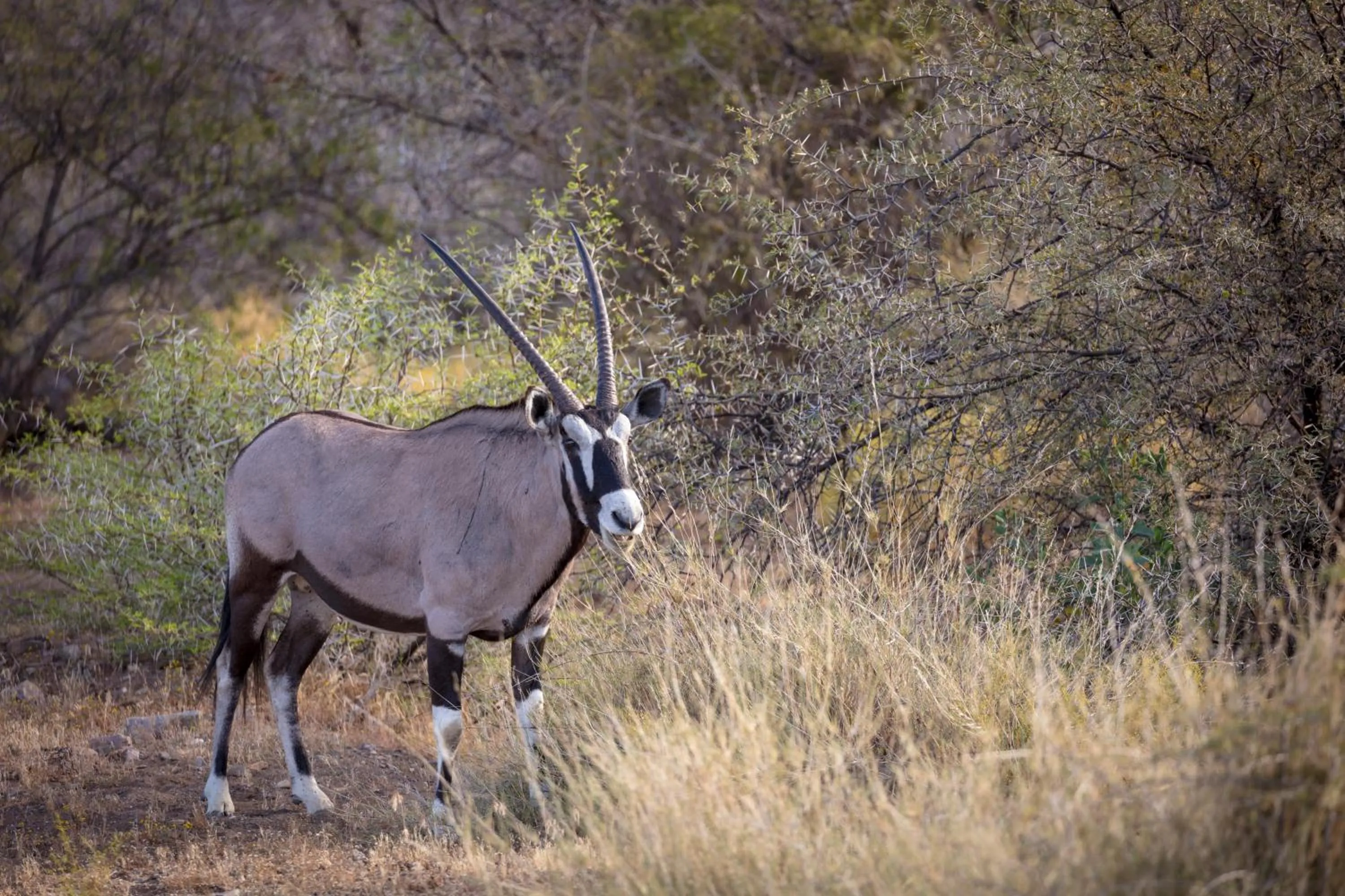 Animals in Sanbona Wildlife Reserve