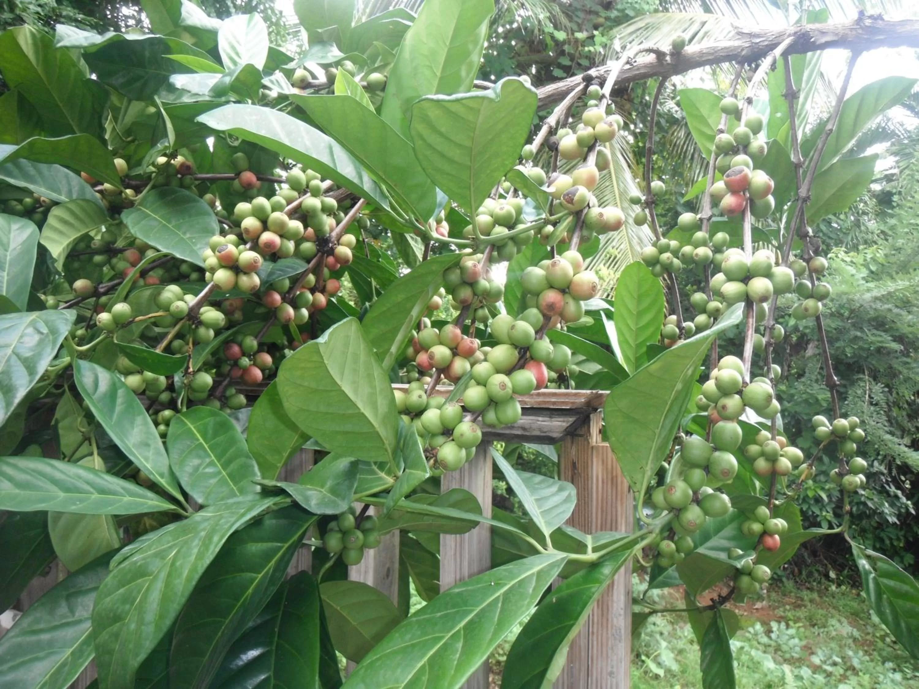 Garden in Classique International in Dominica