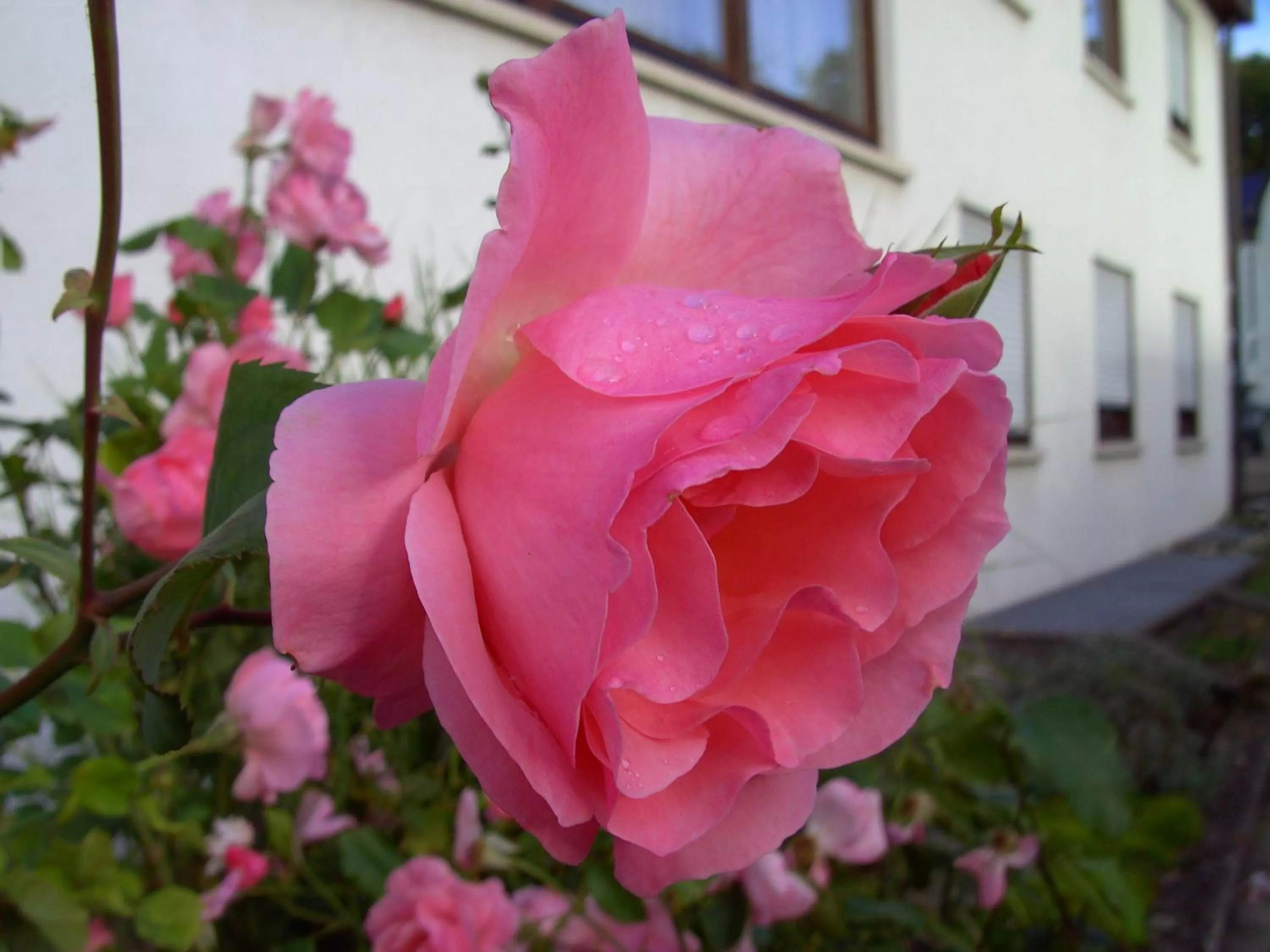 Facade/entrance in Hotel Garni Jägerhof