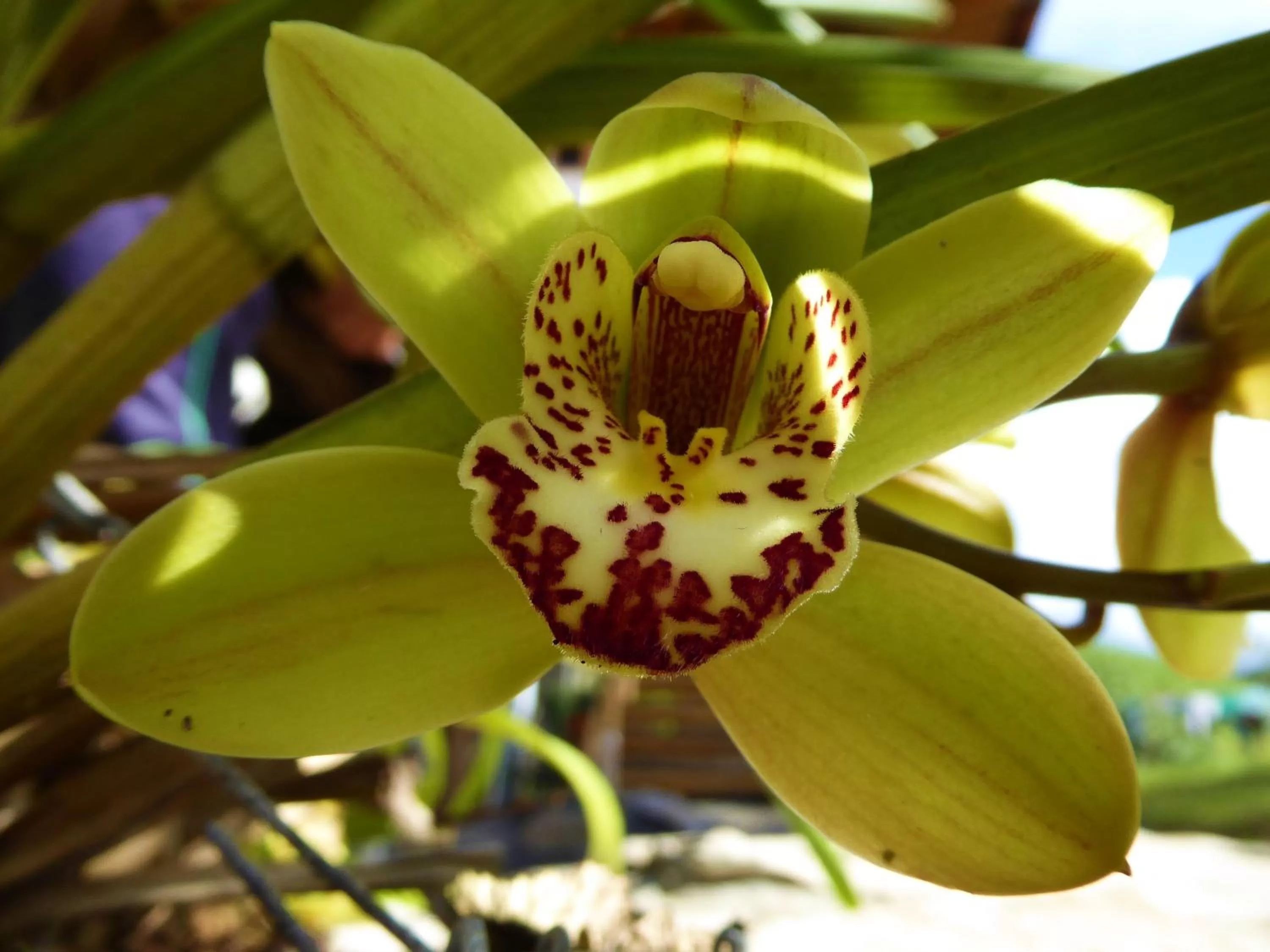 Garden in Finca El Cielo