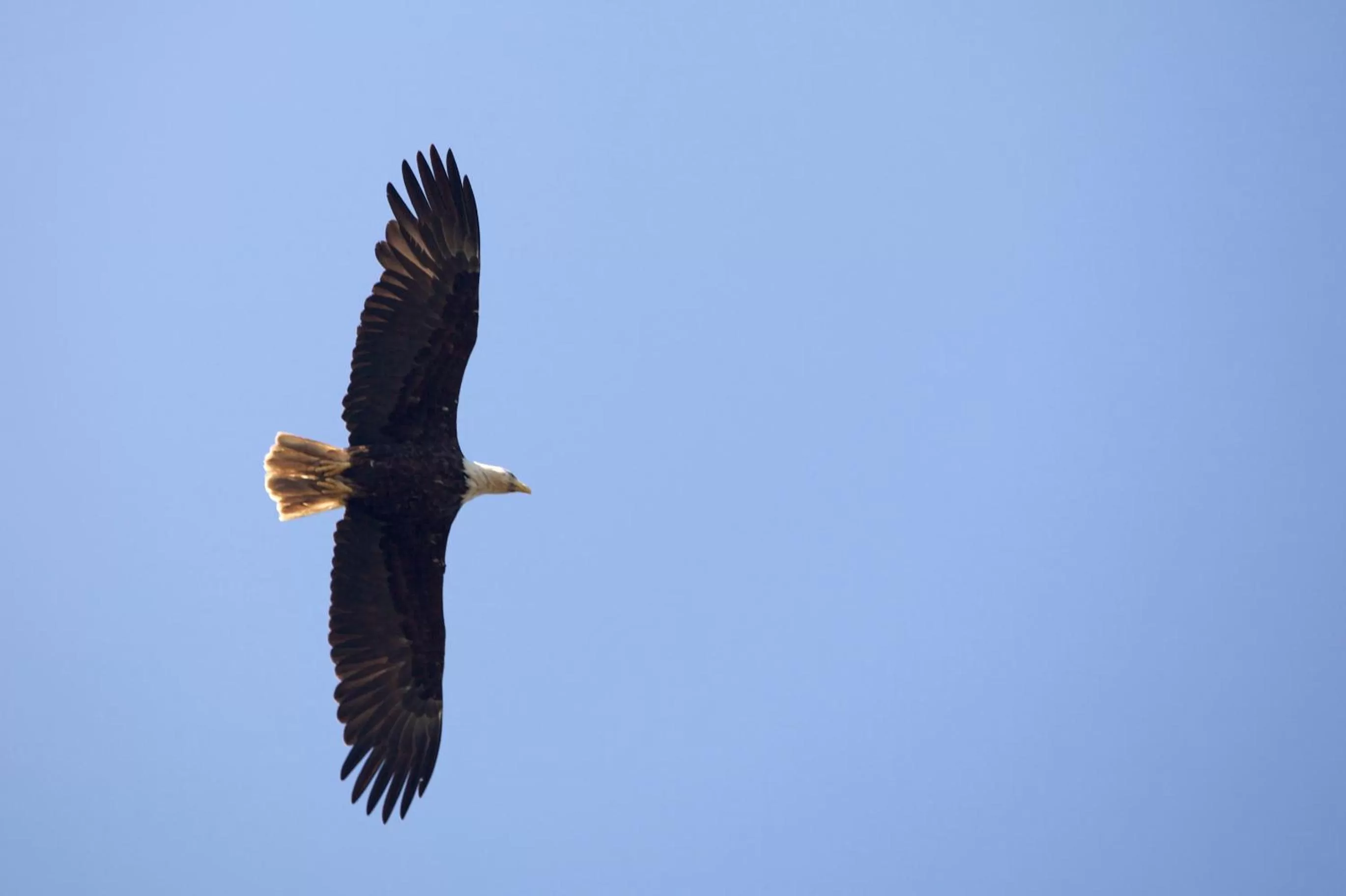 Animals in Chincoteague Inn