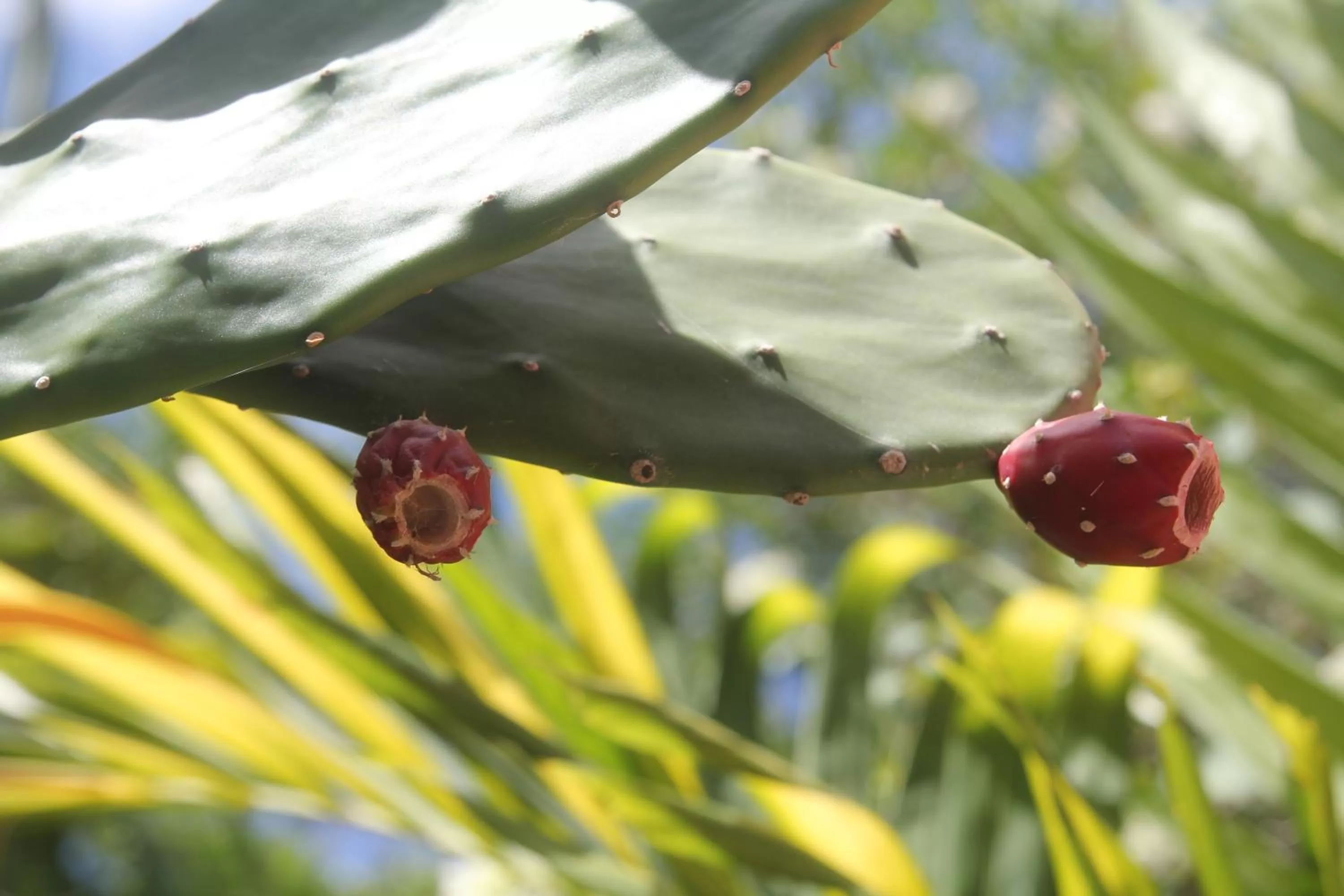Other Animals in La Pantera Negra