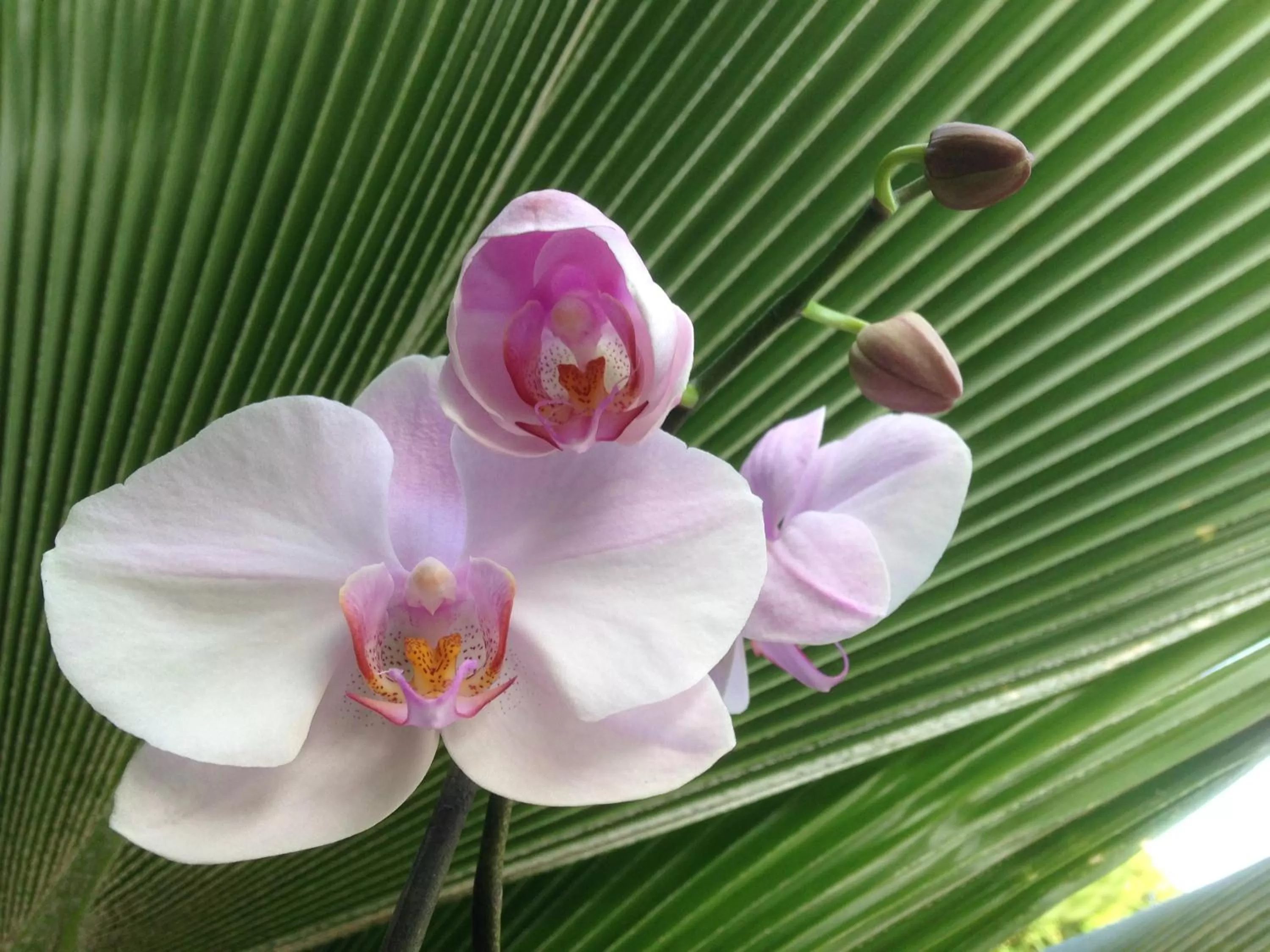 Garden in Chambre d'hôte Coeur-CoCo piscine
