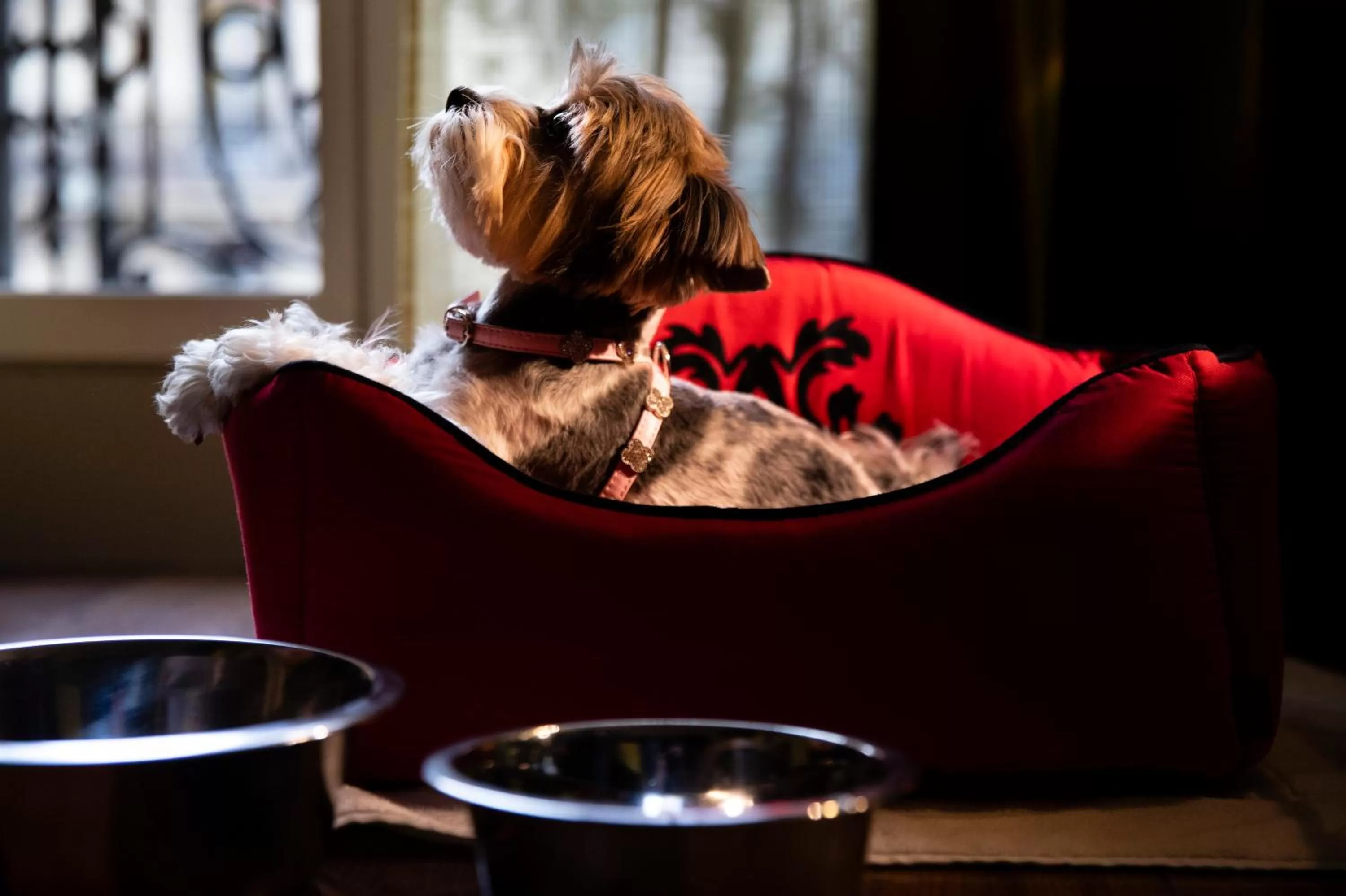 Pets in Edouard 7 Paris Opéra