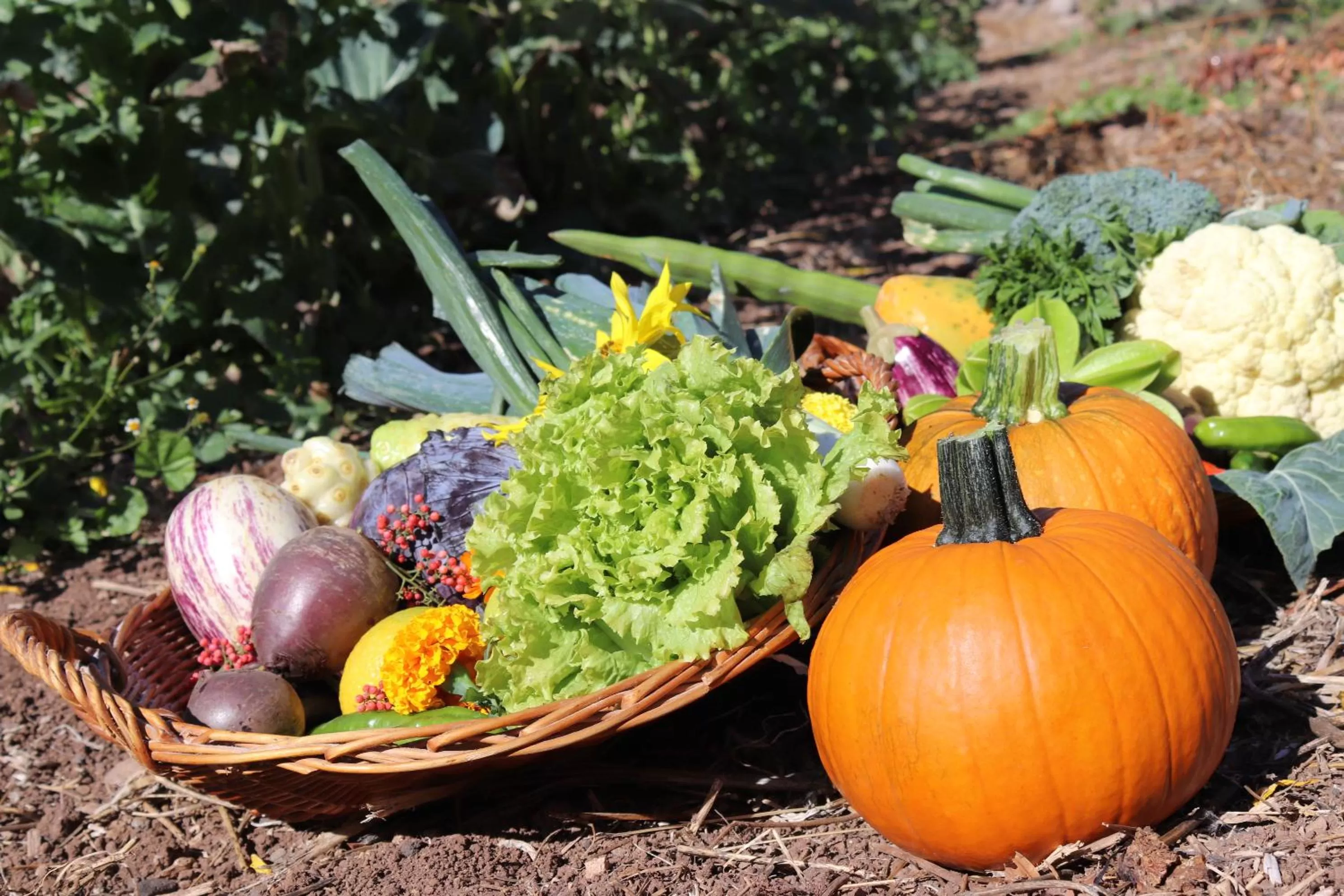 Area and facilities in Hotel Jardín Tecina