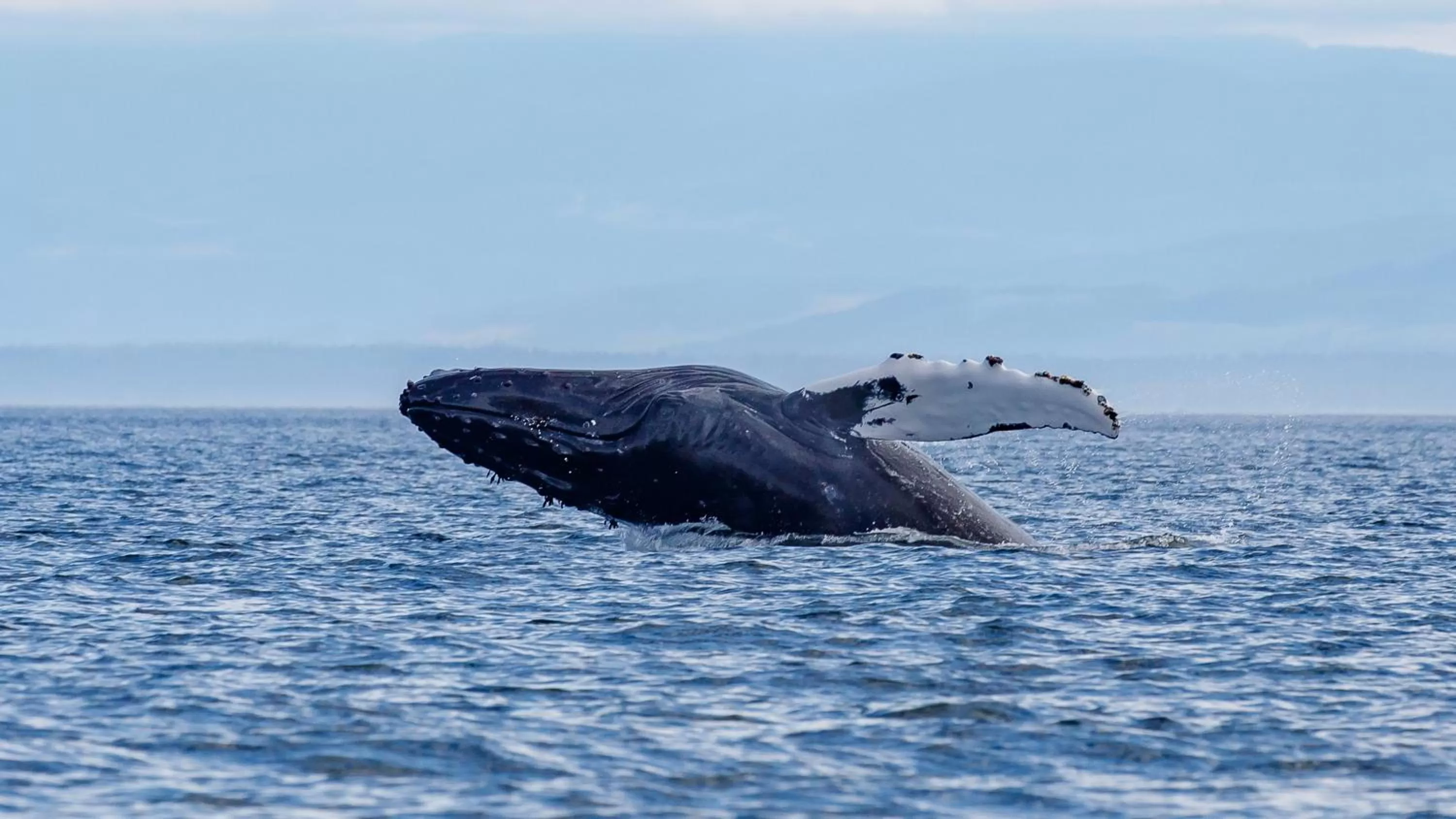 Animals, Other Animals in Money Pennies Bed and Breakfast