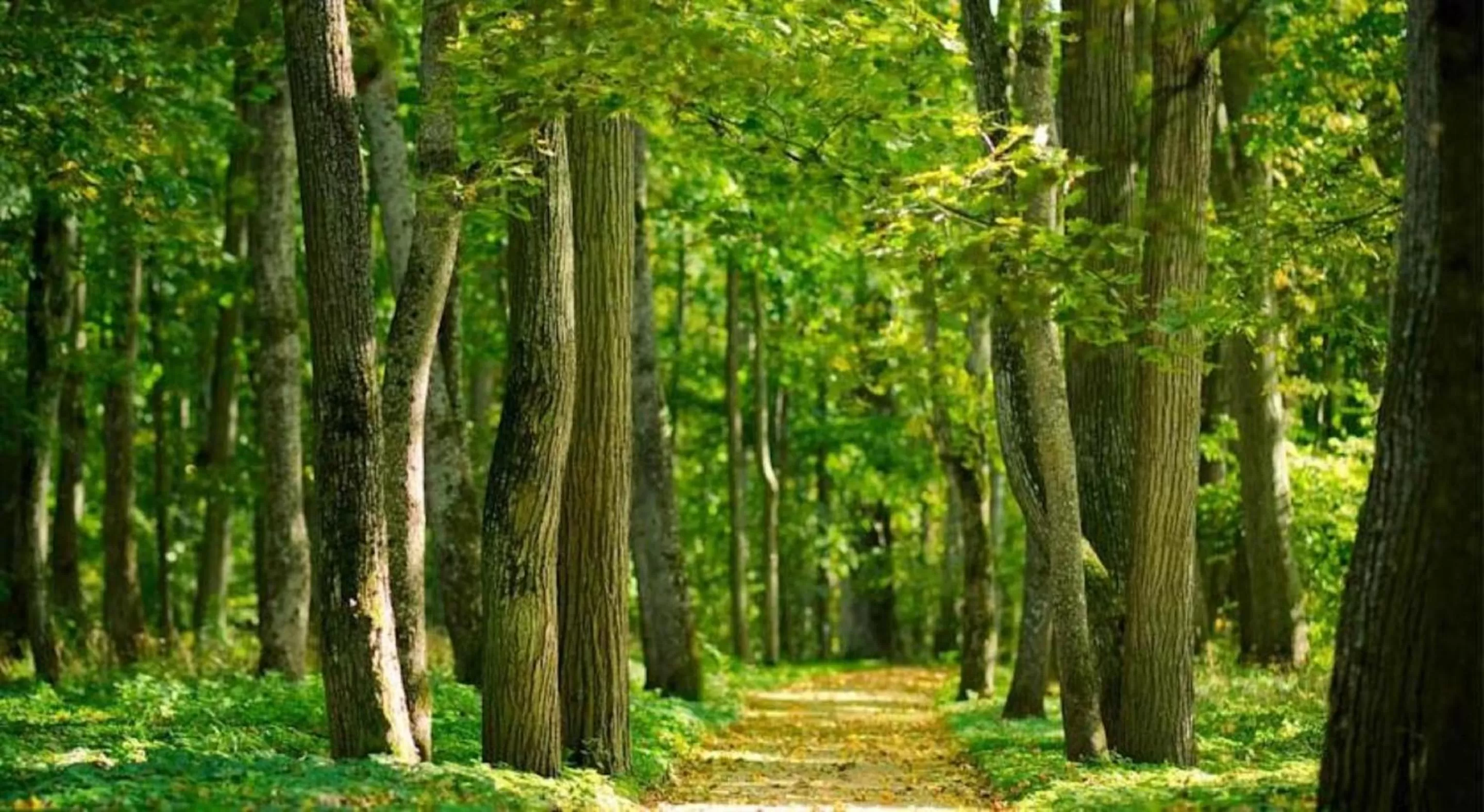 Natural landscape in Breaffy House Hotel and Spa