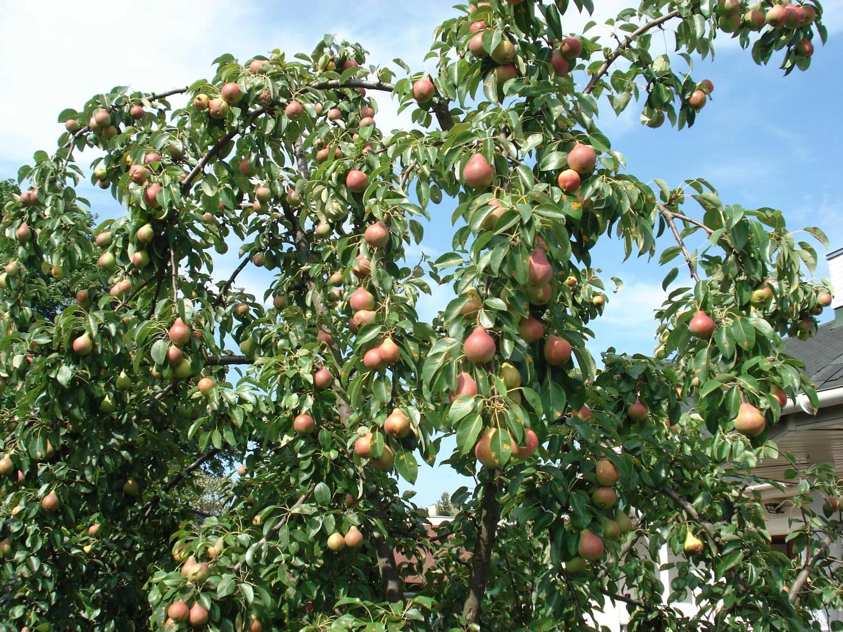 Property building in Guest House Linas