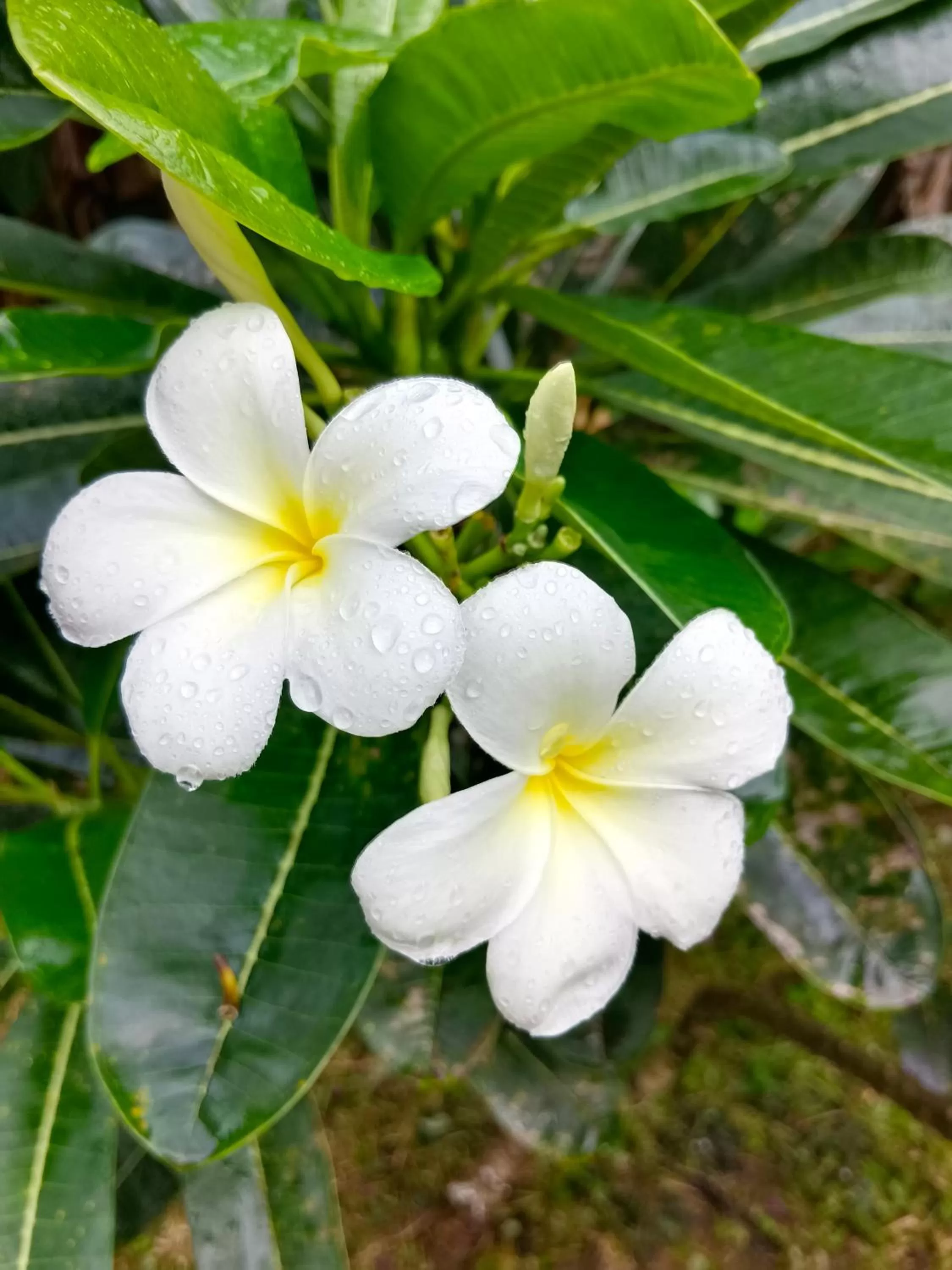Khao Sok River & Jungle Resort